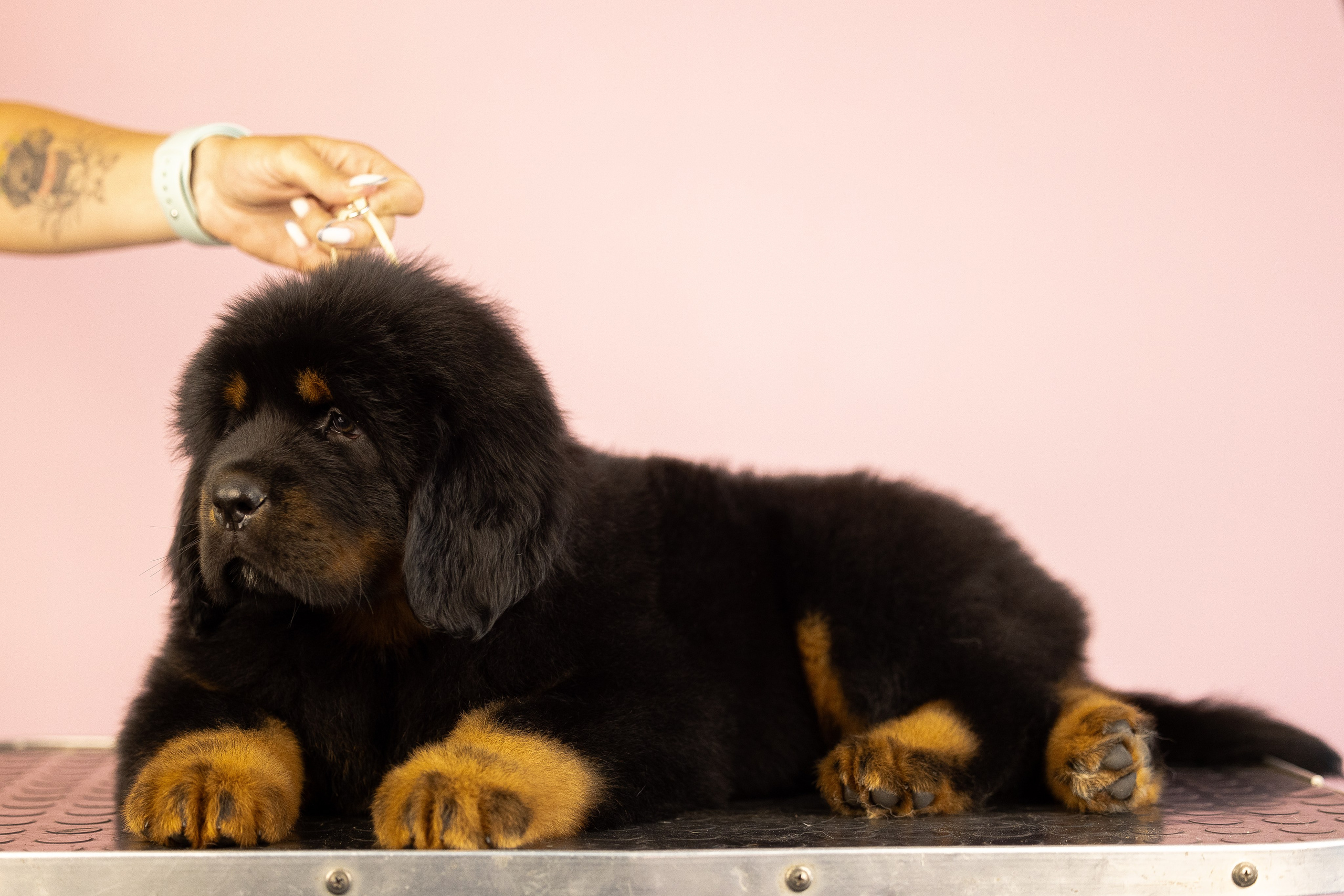 Тибетский мастиф. Фотограф и видеограф анималист Аганина Дарья