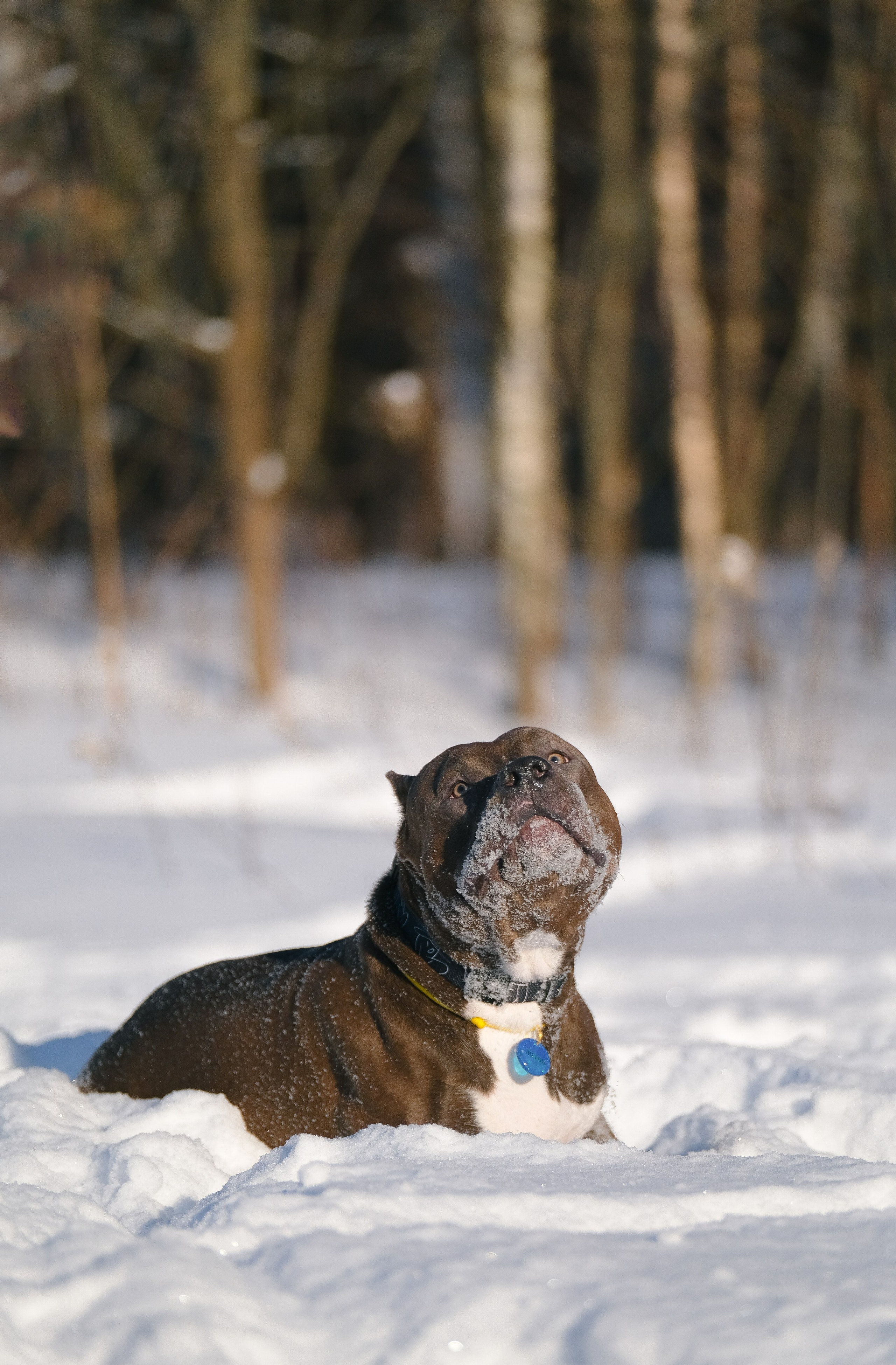 Баста и Эйгон. Фотограф и видеограф анималист Аганина Дарья