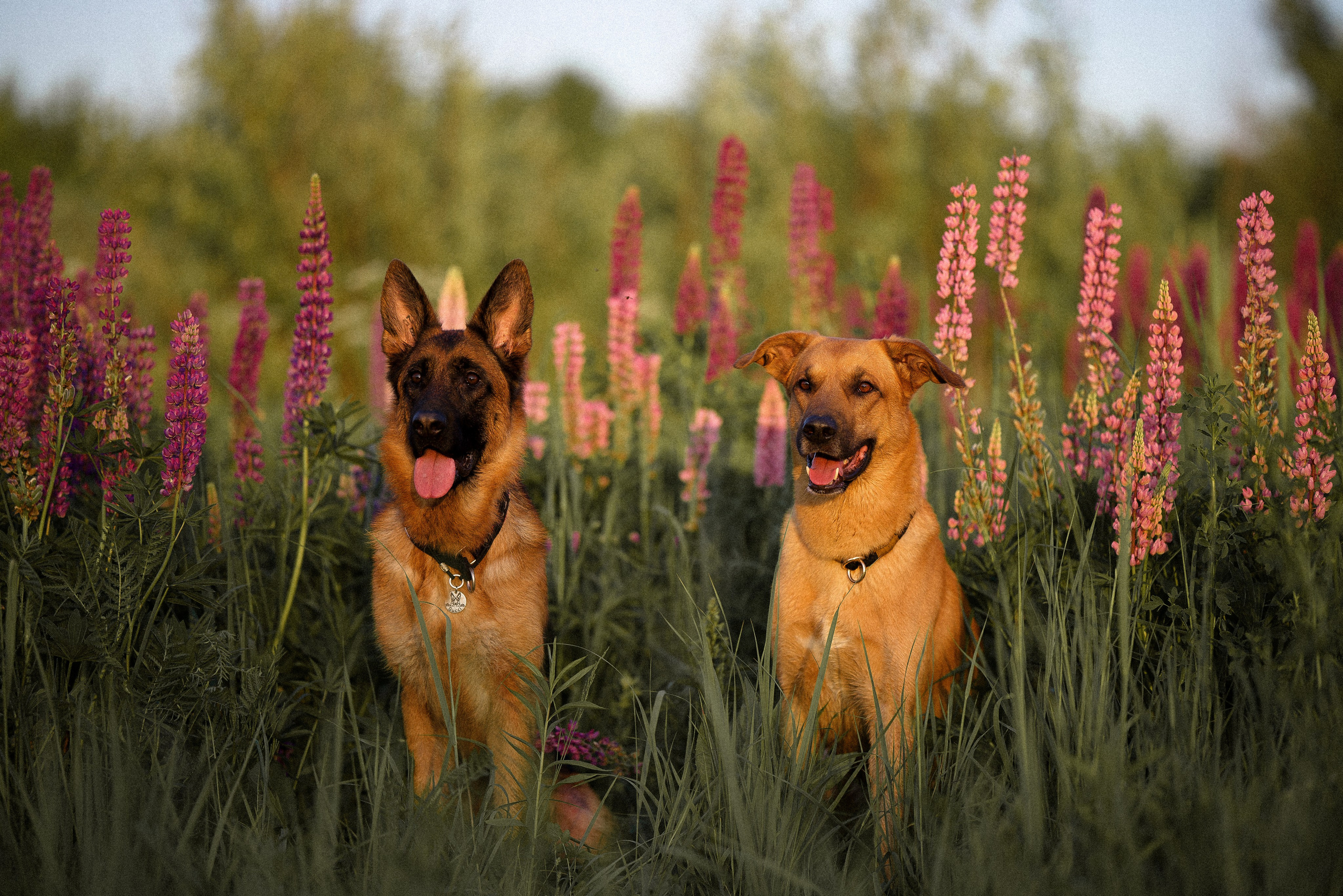 Тео и Гуччи. Фотограф и видеограф анималист Аганина Дарья