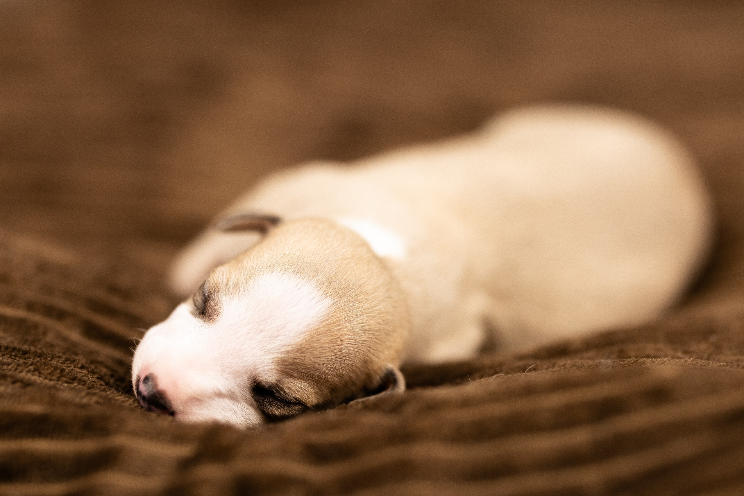 Уиппет. Фотограф и видеограф анималист Аганина Дарья