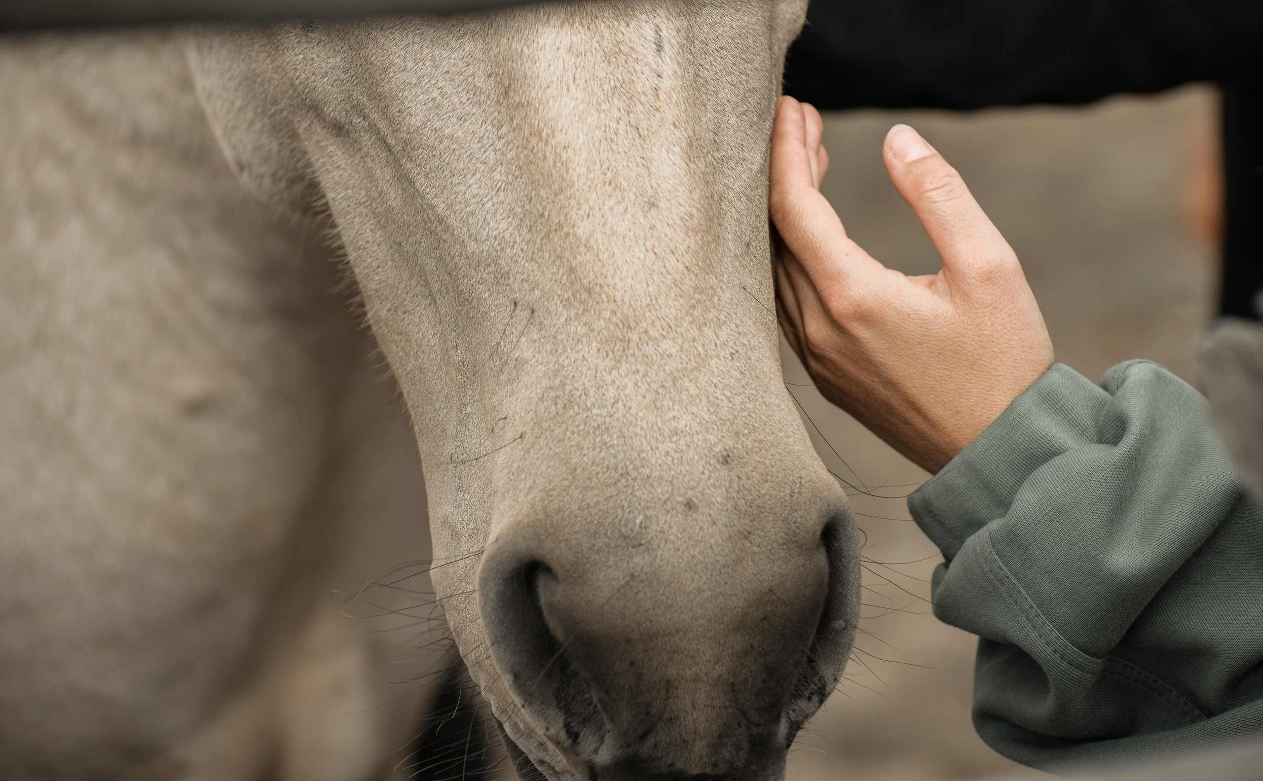Гости в Родославном. Конный фотограф в Саратове Юлия Иванова