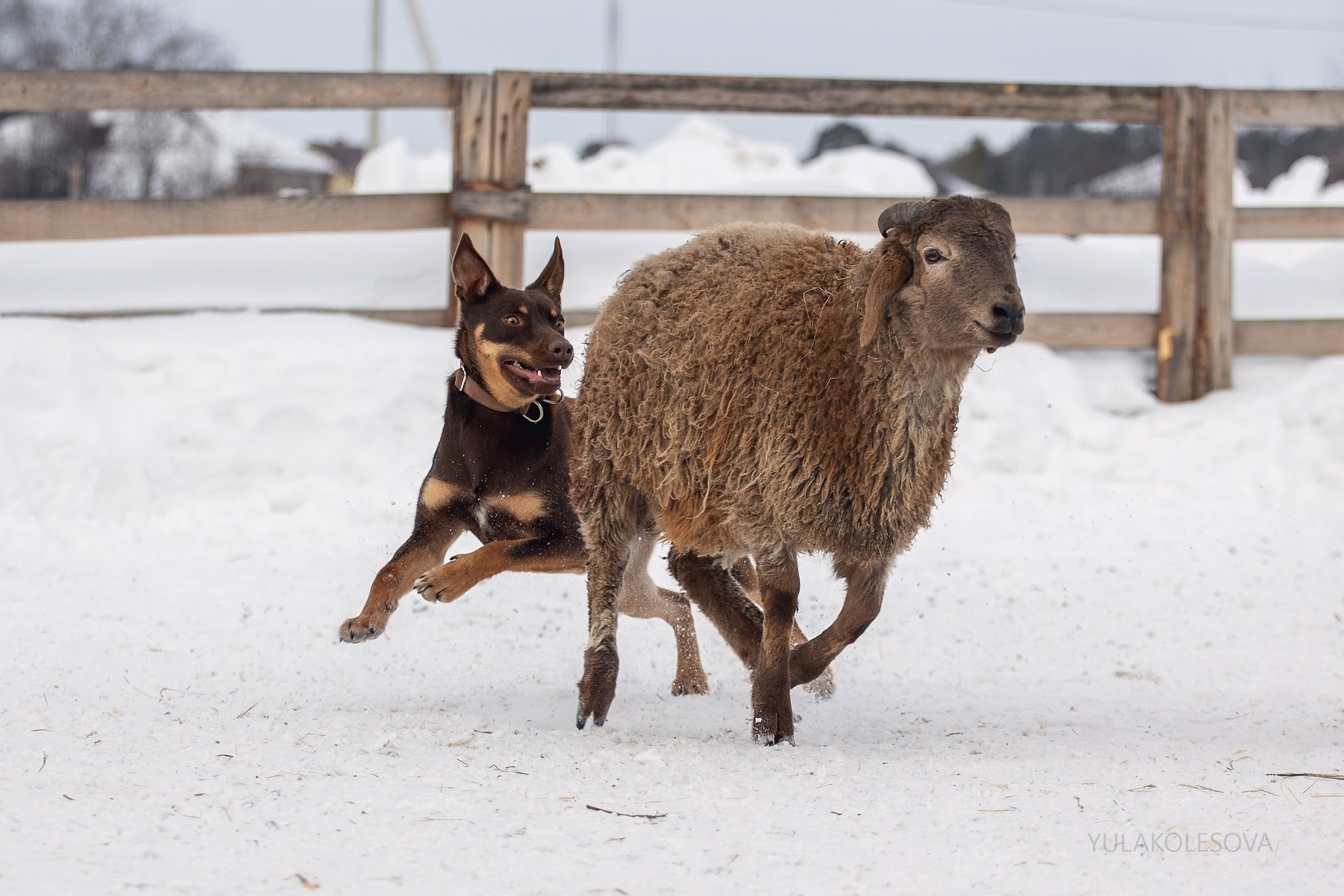 Алиса и Вегас. YULA KOLESOVA | Фотограф — Анималист | Художник | Тюмень
