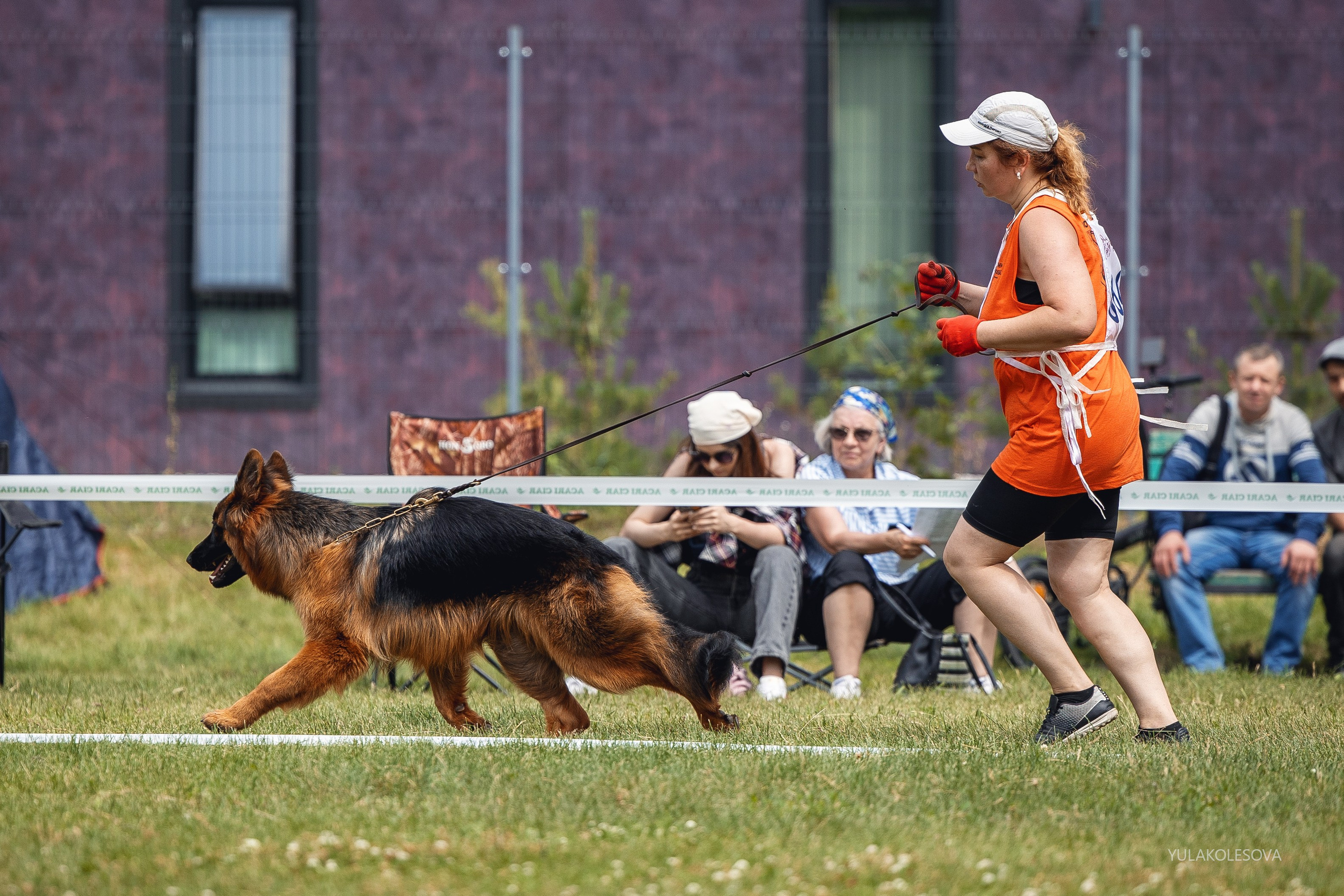 6.07.2024 Выставка немецких овчарок г. Тюмень. YULA KOLESOVA | Фотограф — Анималист | Художник | Тюмень
