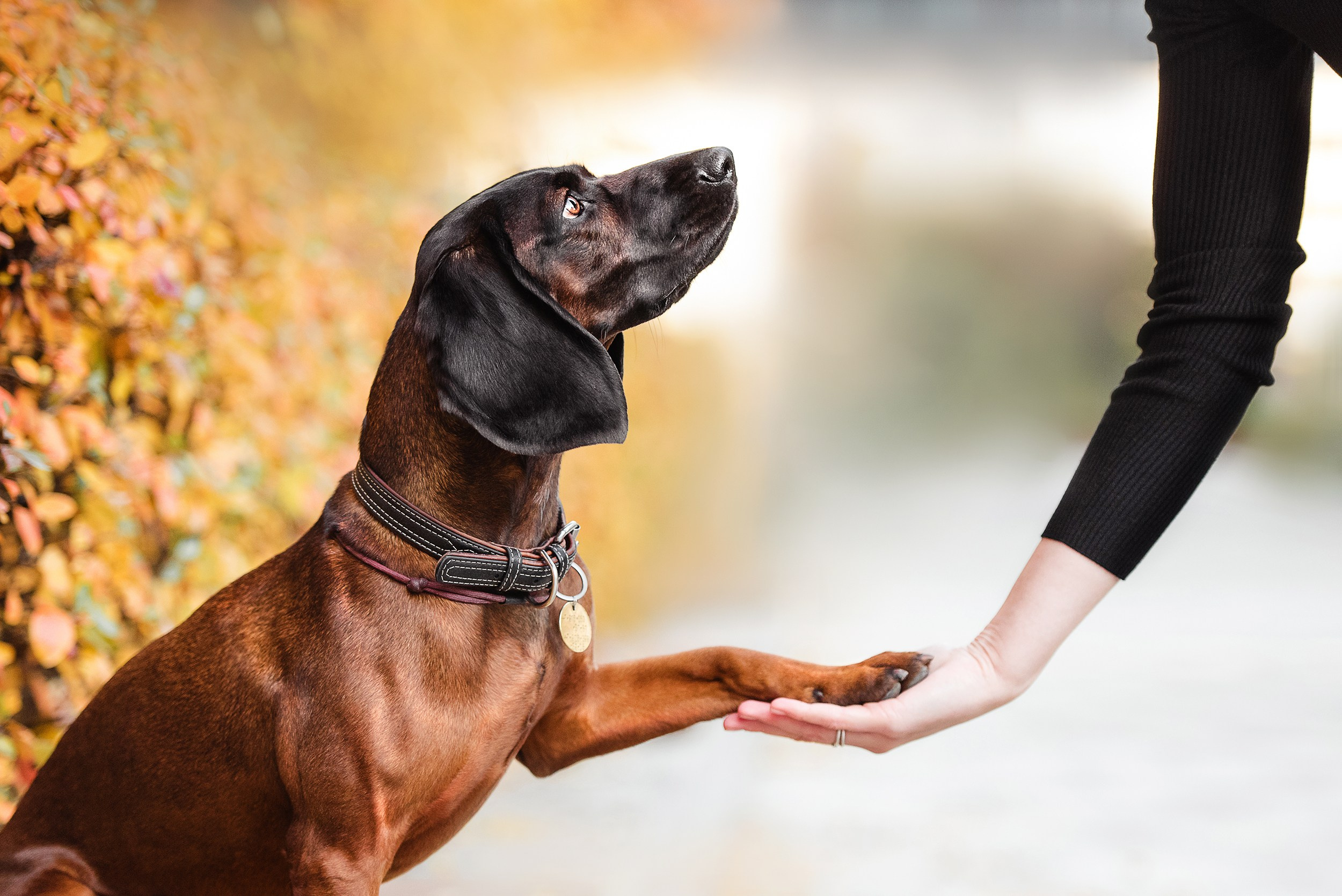 Катя, Дима и Дакота. Городская Love Story. Семейный Фотограф в Москве Ирина Хохлова