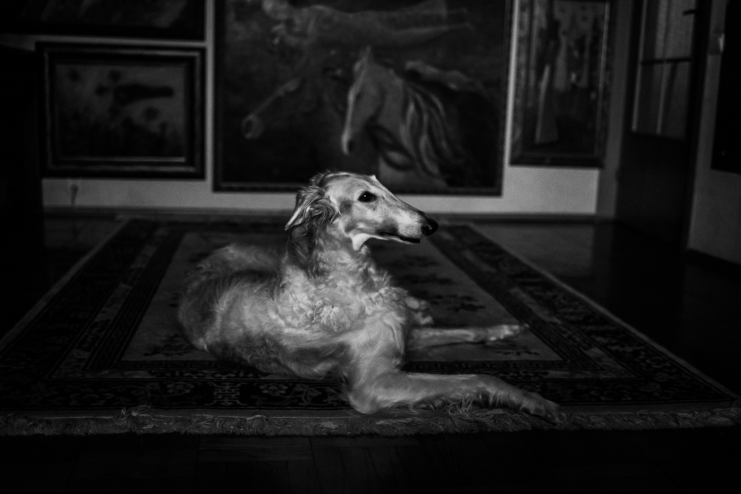 Квартира с картинами. Алиса, Андрей и их пушистая семья. Семейный Фотограф в Москве Ирина Хохлова