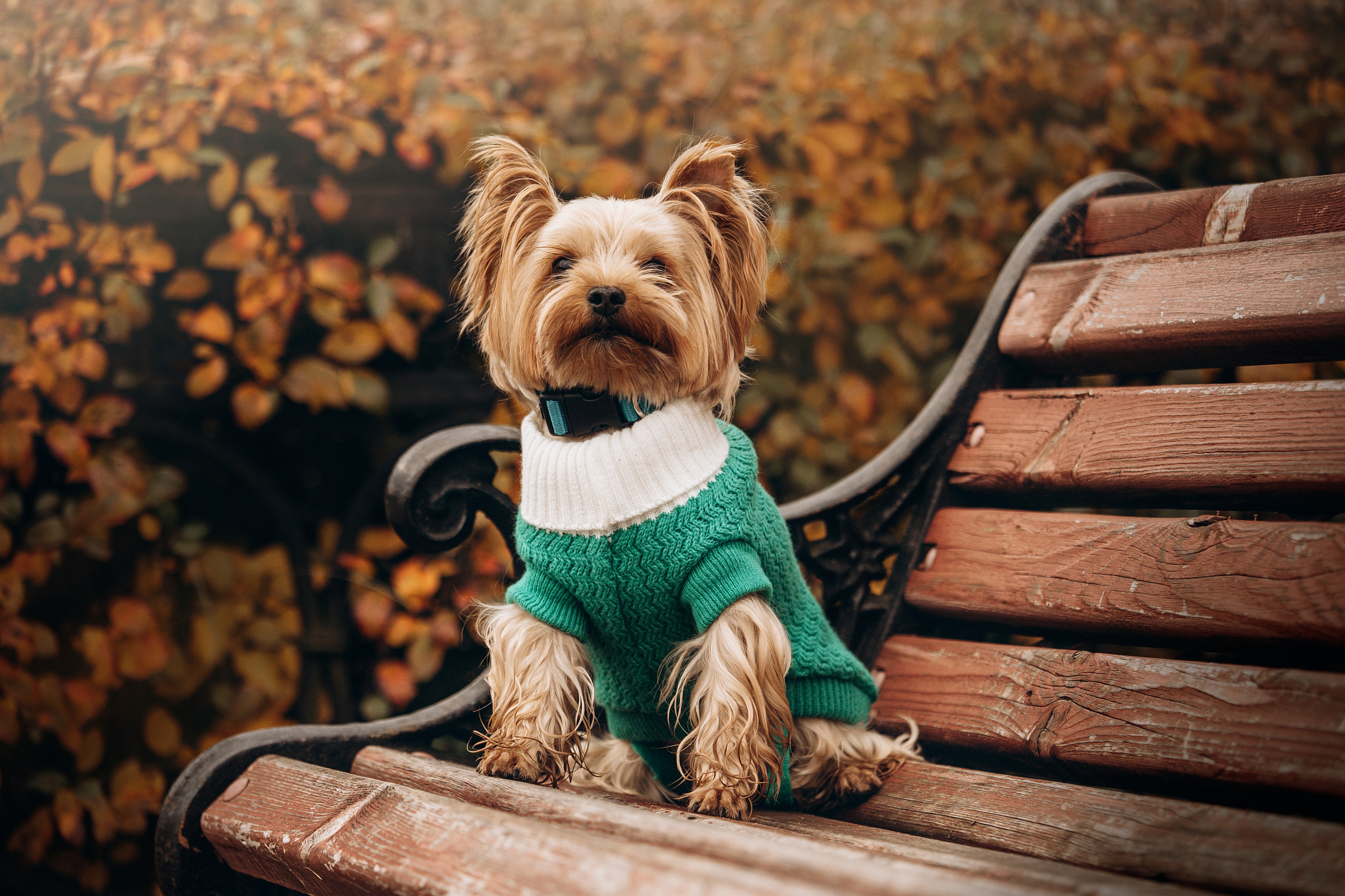 Настя и Тёма. Фотограф — Анималист | Санкт-Петербург