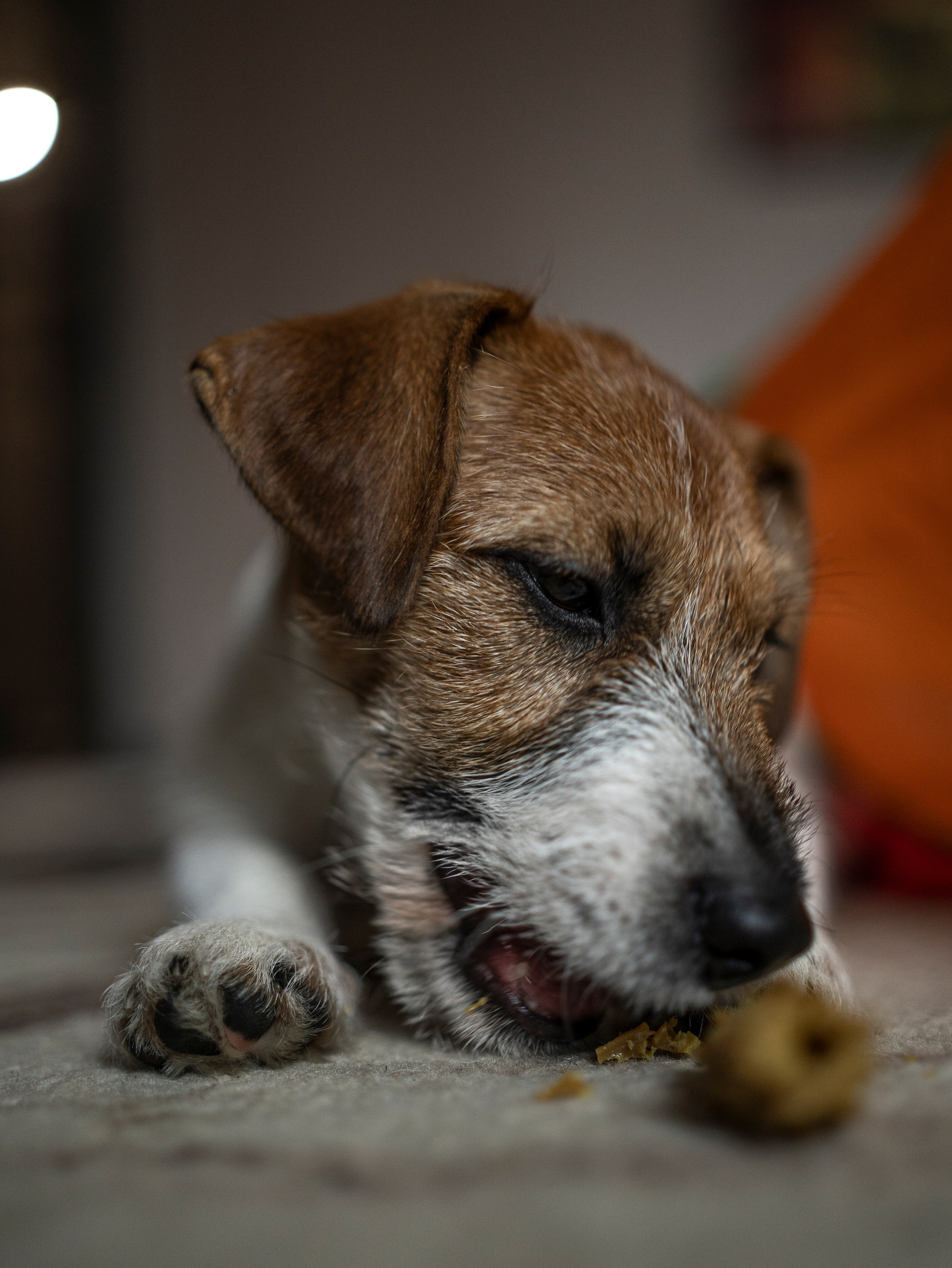 Ляля и Бандит Питомцы. Свадебный и Женский фотограф в г. Кемерово