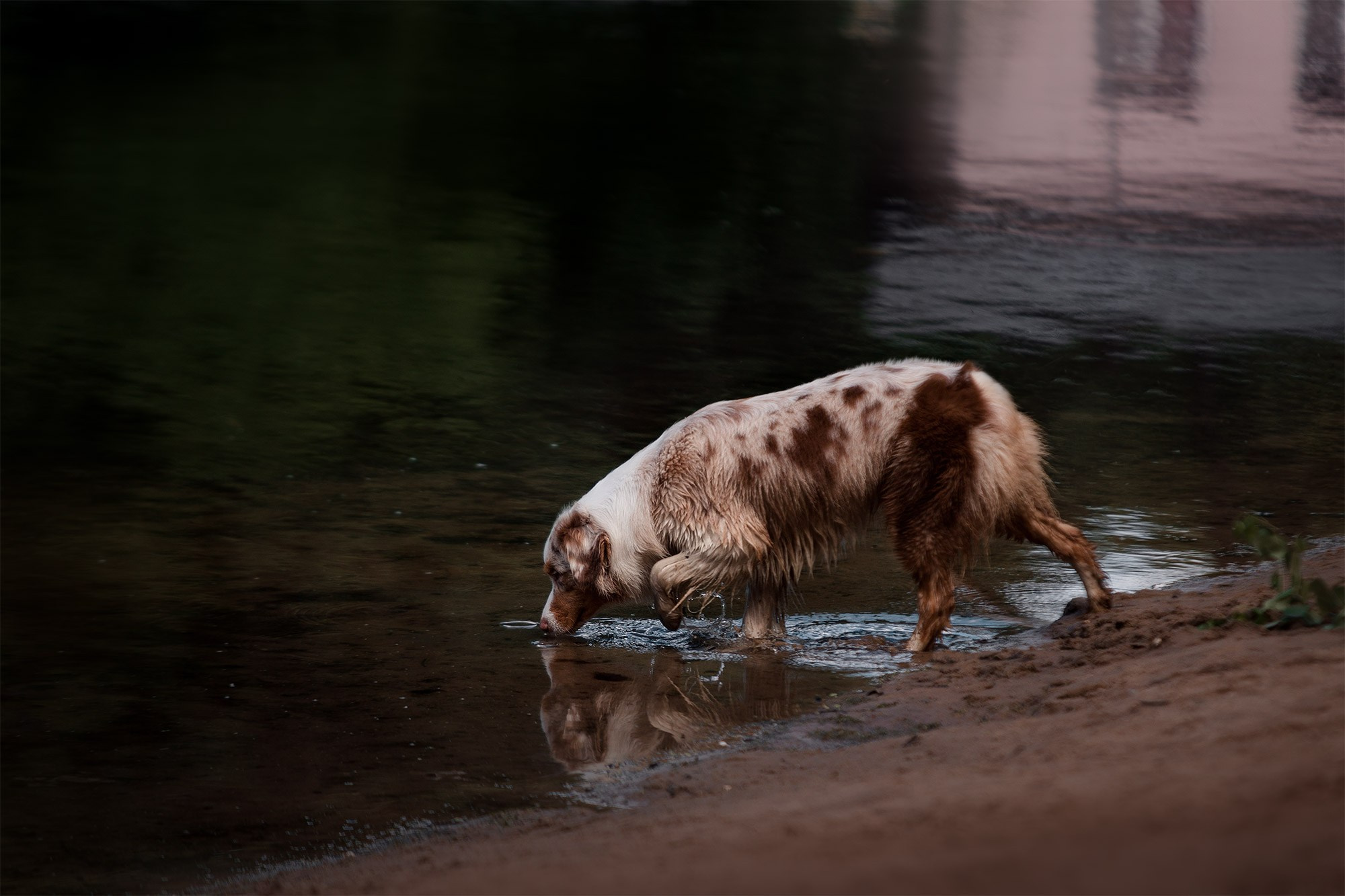 Аусси Галя. Фотограф анималист Кузнецова Анна Нижний Новгород