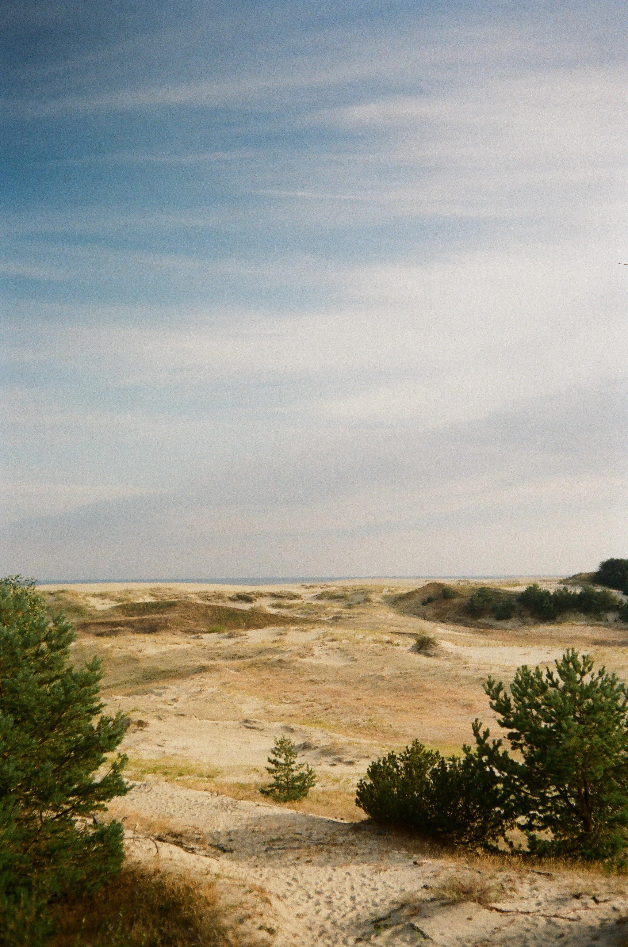 сосны у моря, дюны, пастельные тона, пленка Kodak Portra, закат на Балтике, осень на море. Балтийское море фото, пленочный пейзаж, Куршская коса, пляжи Калининградской области, пейзаж на пленку, фотограф Калининград. 