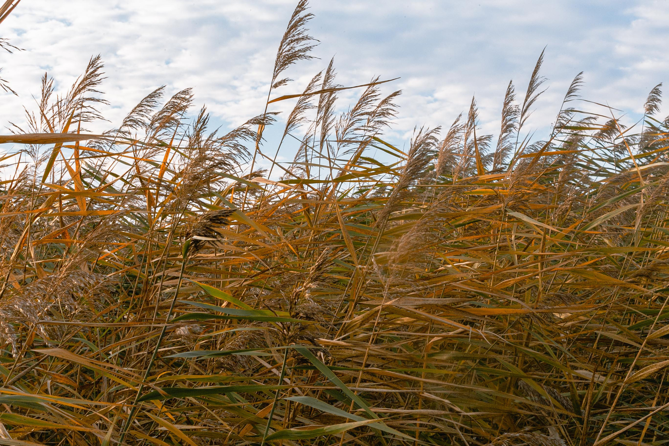 Пейзажи и город