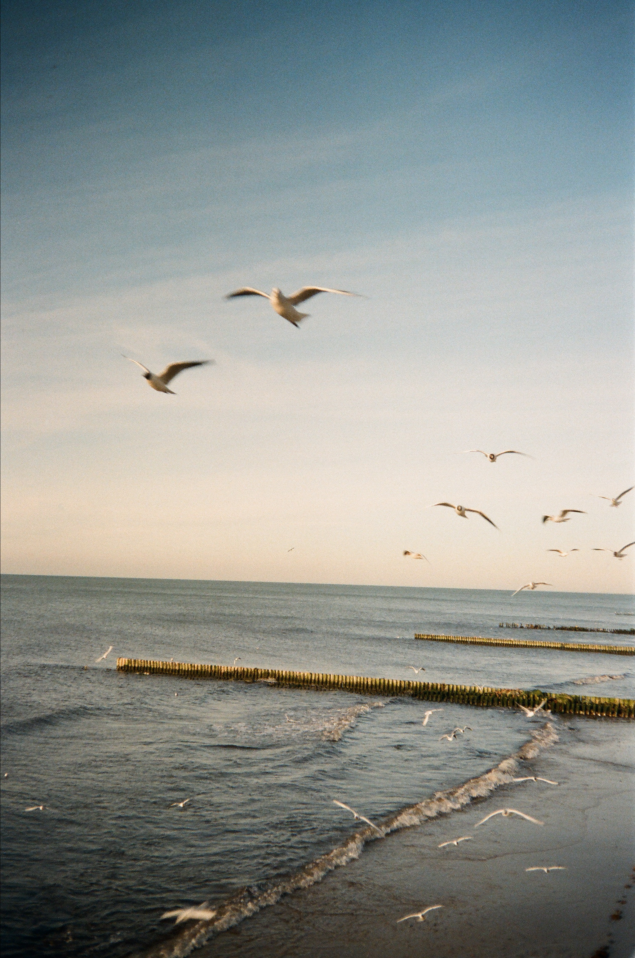 Балтийское море фото, пленочный пейзаж, Куршская коса, пляжи Калининградской области, пейзаж на пленку, фотограф Калининград. Зеленоградск море. 