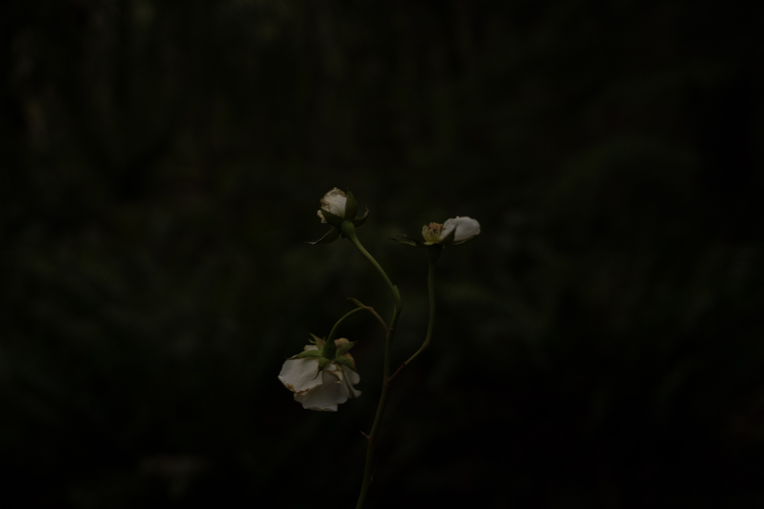A midsummer night’s dream [magic flower]. Wedding & engagement photographer in Seattle, WA. Tania Maureira