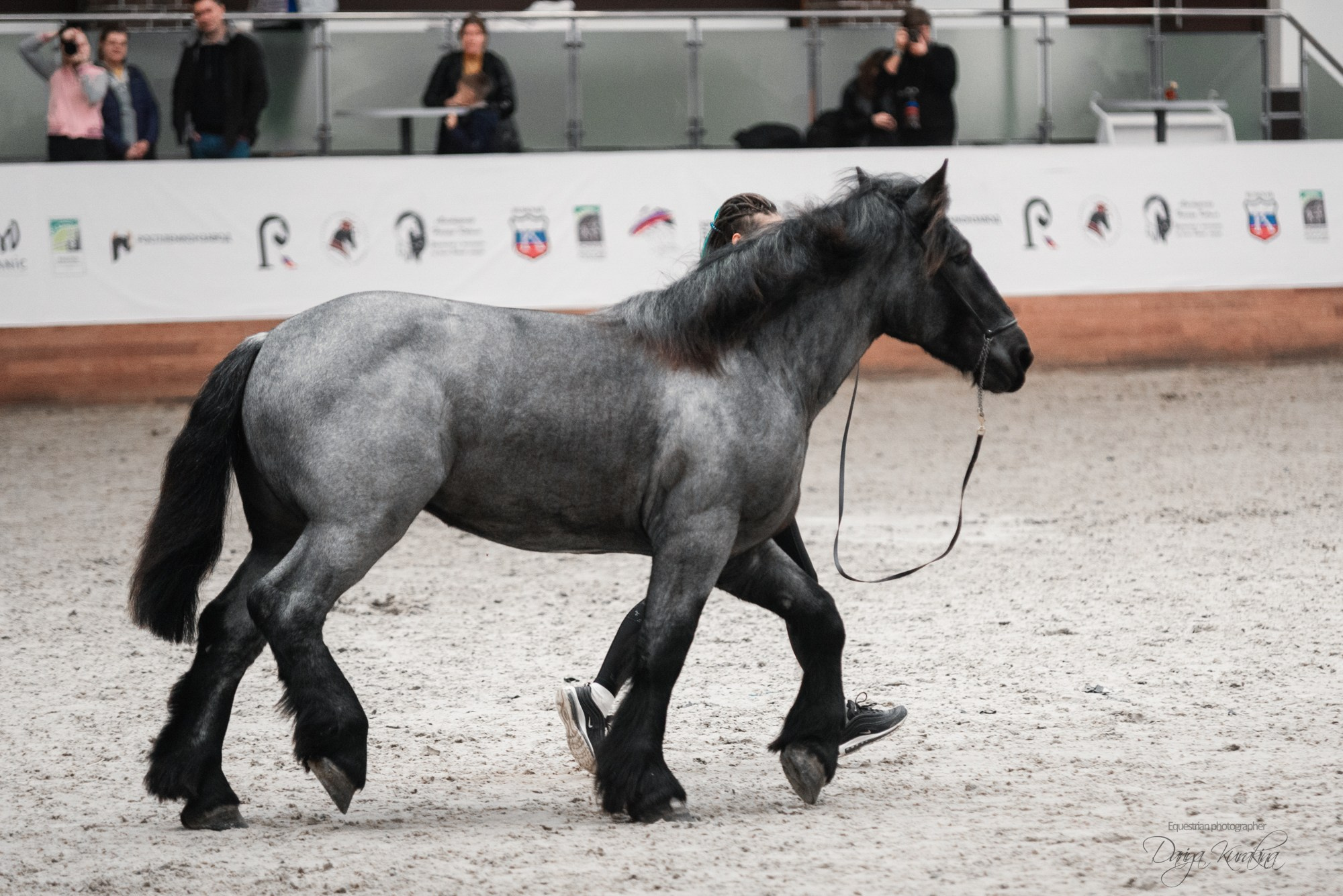 8-я международная выставка Конная Россия. Конный фотограф Куракина Дарья • Фотосессии с лошадьми