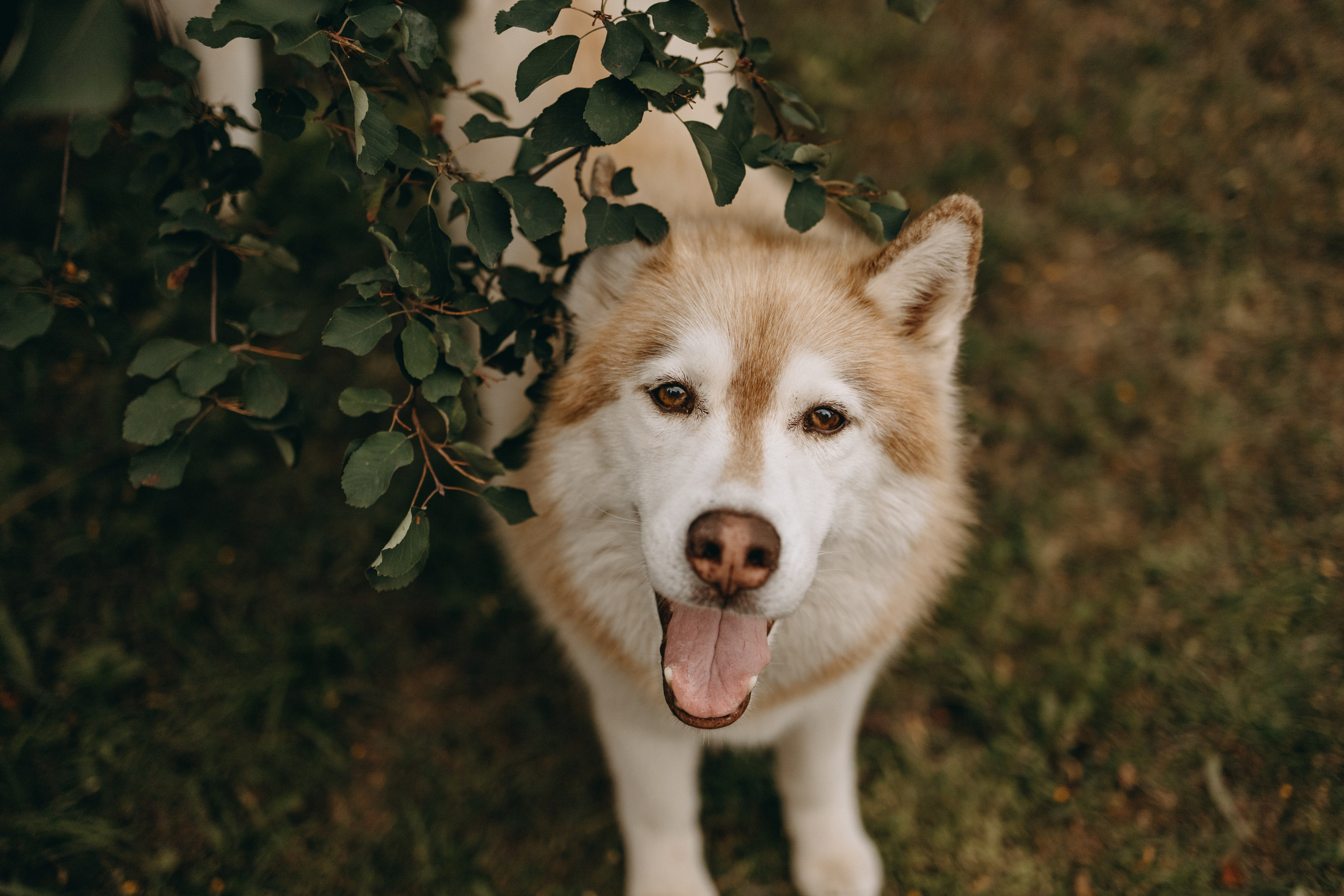 Дом у реки. Фотограф — Анималист | Санкт-Петербург