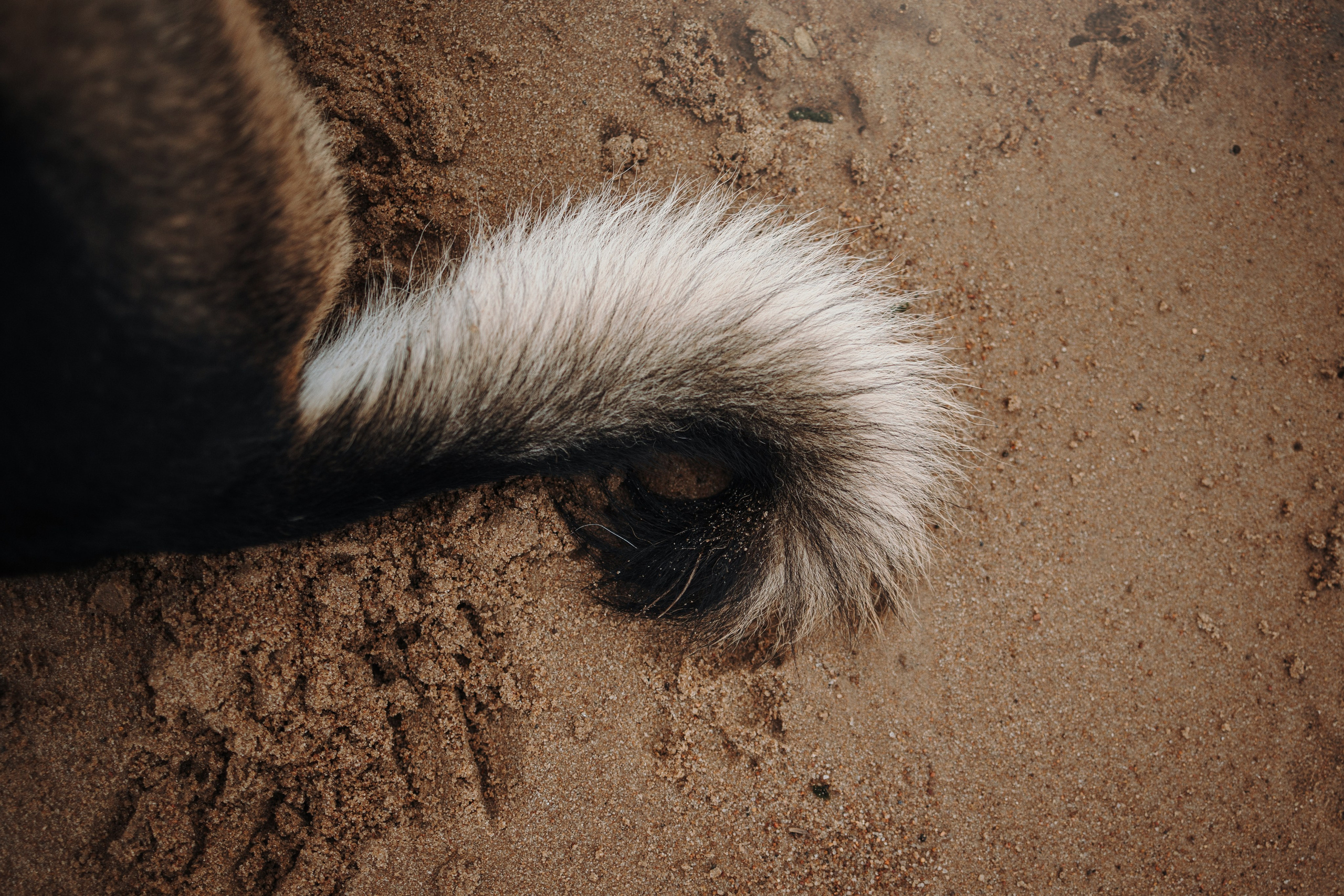 Наталья и Того. Фотограф — Анималист | Санкт-Петербург