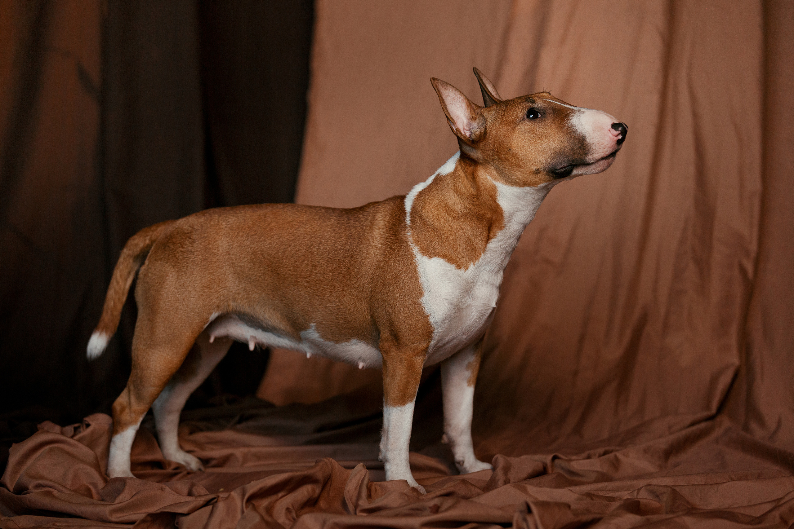 Юлия и Леди. Фотограф в Архангельске Артемьева Катерина