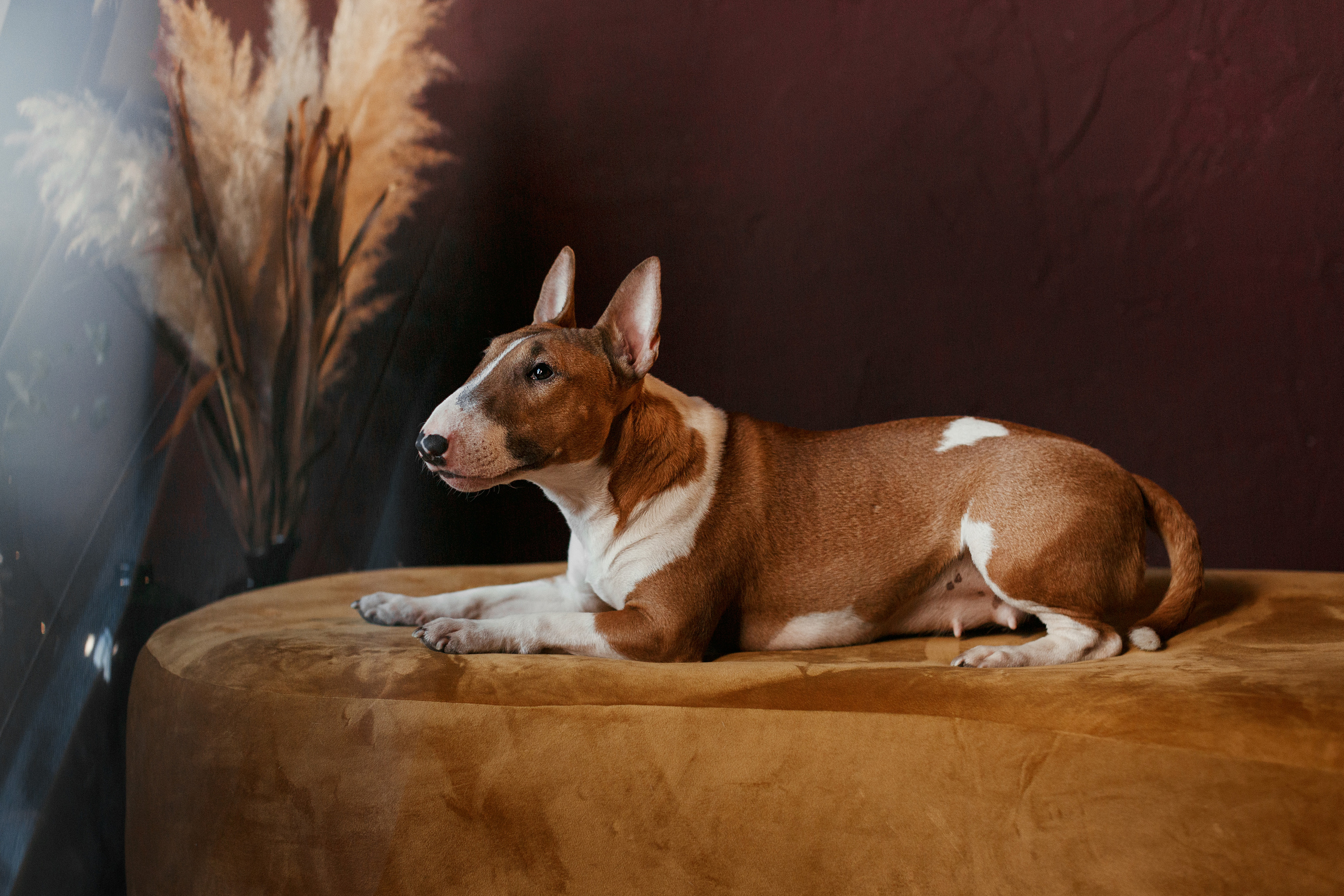 Юлия и Леди. Фотограф в Архангельске Артемьева Катерина