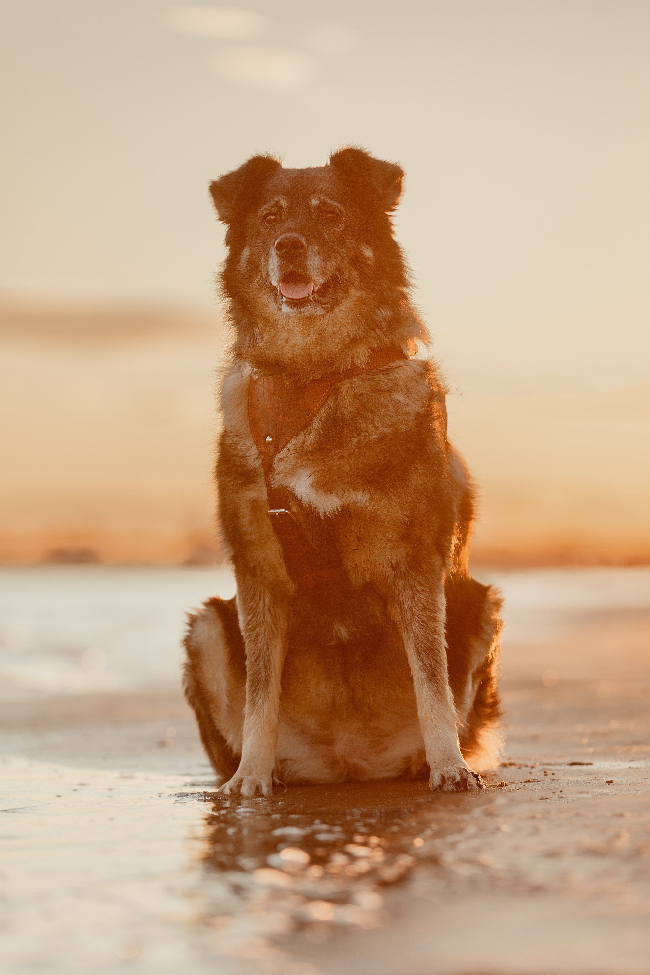 Екатерина, Виталий и Джуди. Фотограф в Архангельске Артемьева Катерина