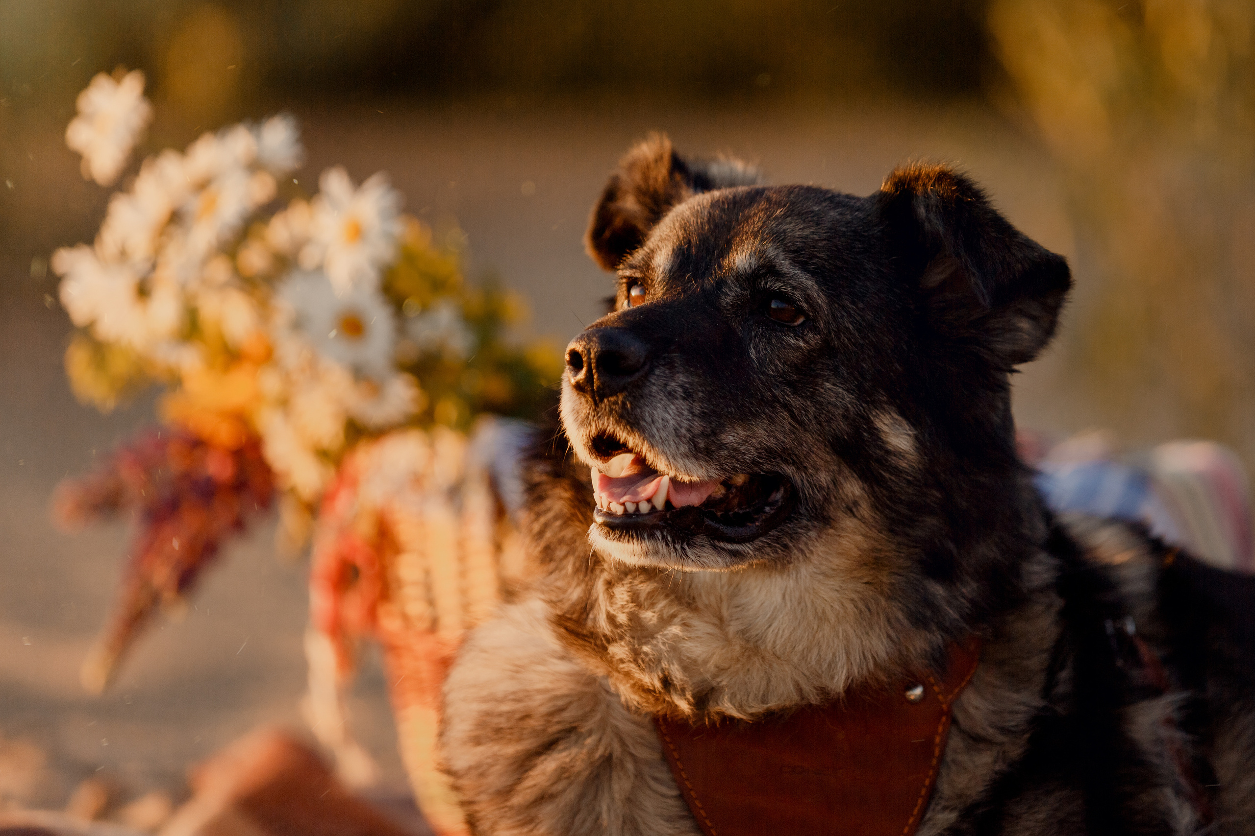 Екатерина, Виталий и Джуди. Фотограф в Архангельске Артемьева Катерина