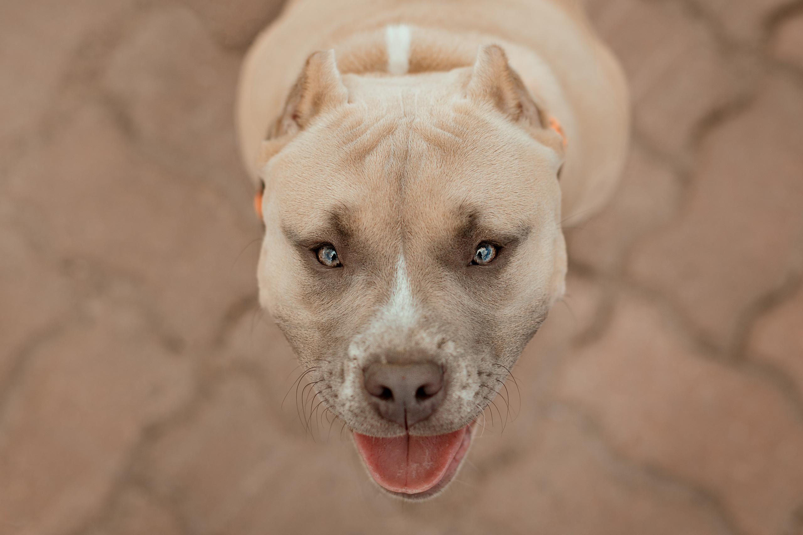 Ксения, Айк и Теона. Фотограф в Архангельске Артемьева Катерина