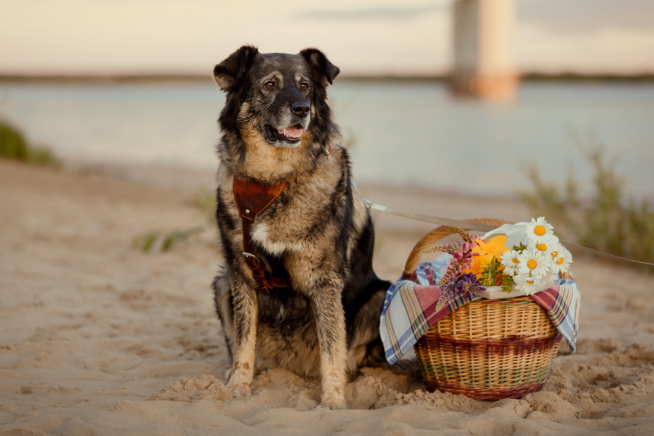 Екатерина, Виталий и Джуди. Фотограф в Архангельске Артемьева Катерина