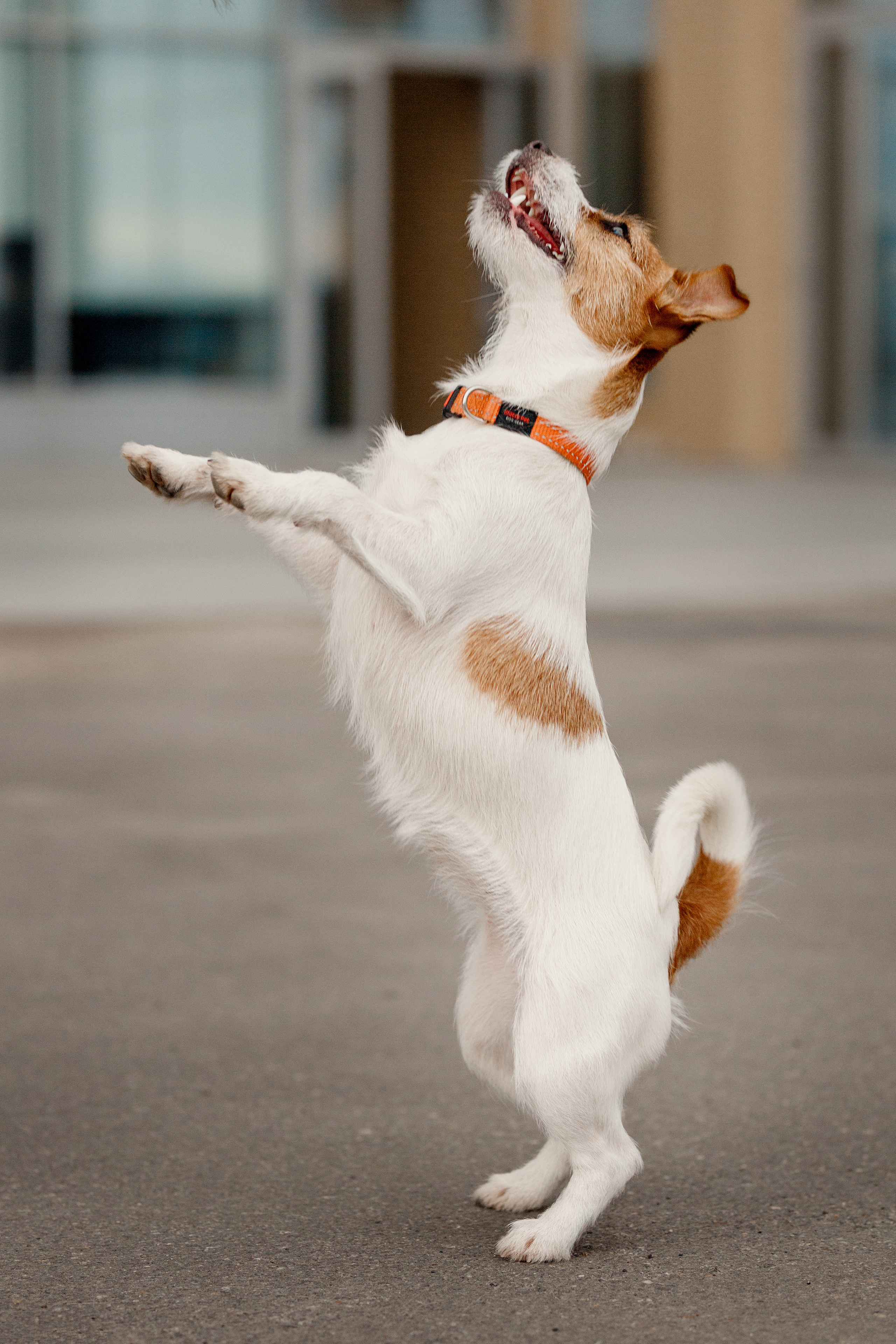 Анна и Зара. Фотограф в Архангельске Артемьева Катерина