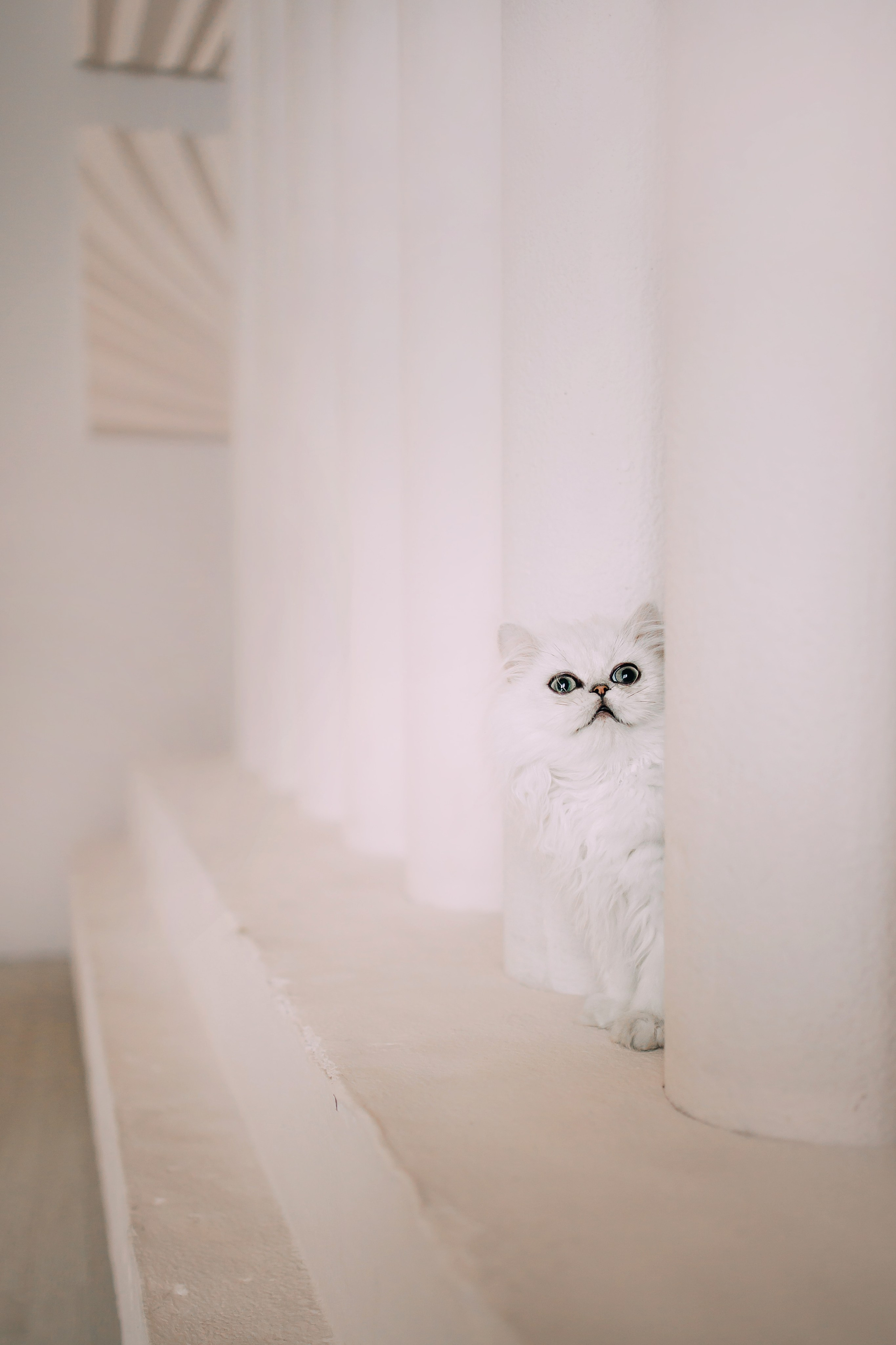 Султан, Мэй Мэй и Шанталь и их семья