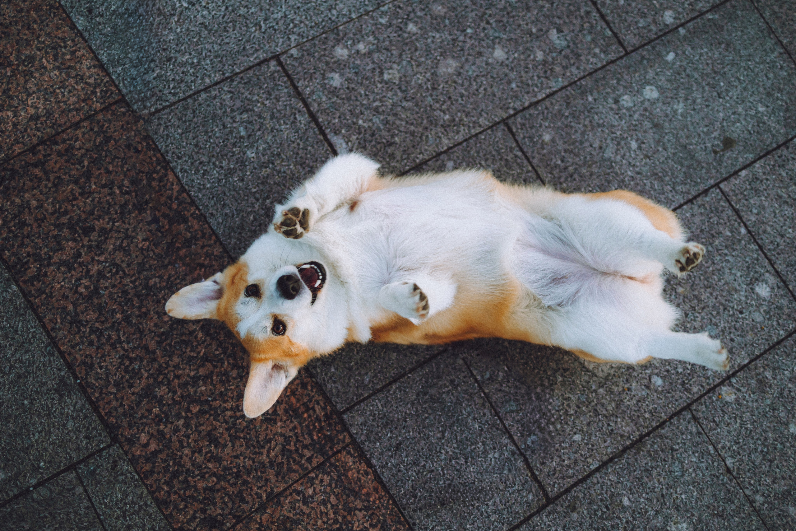 Пуговка и ее семья