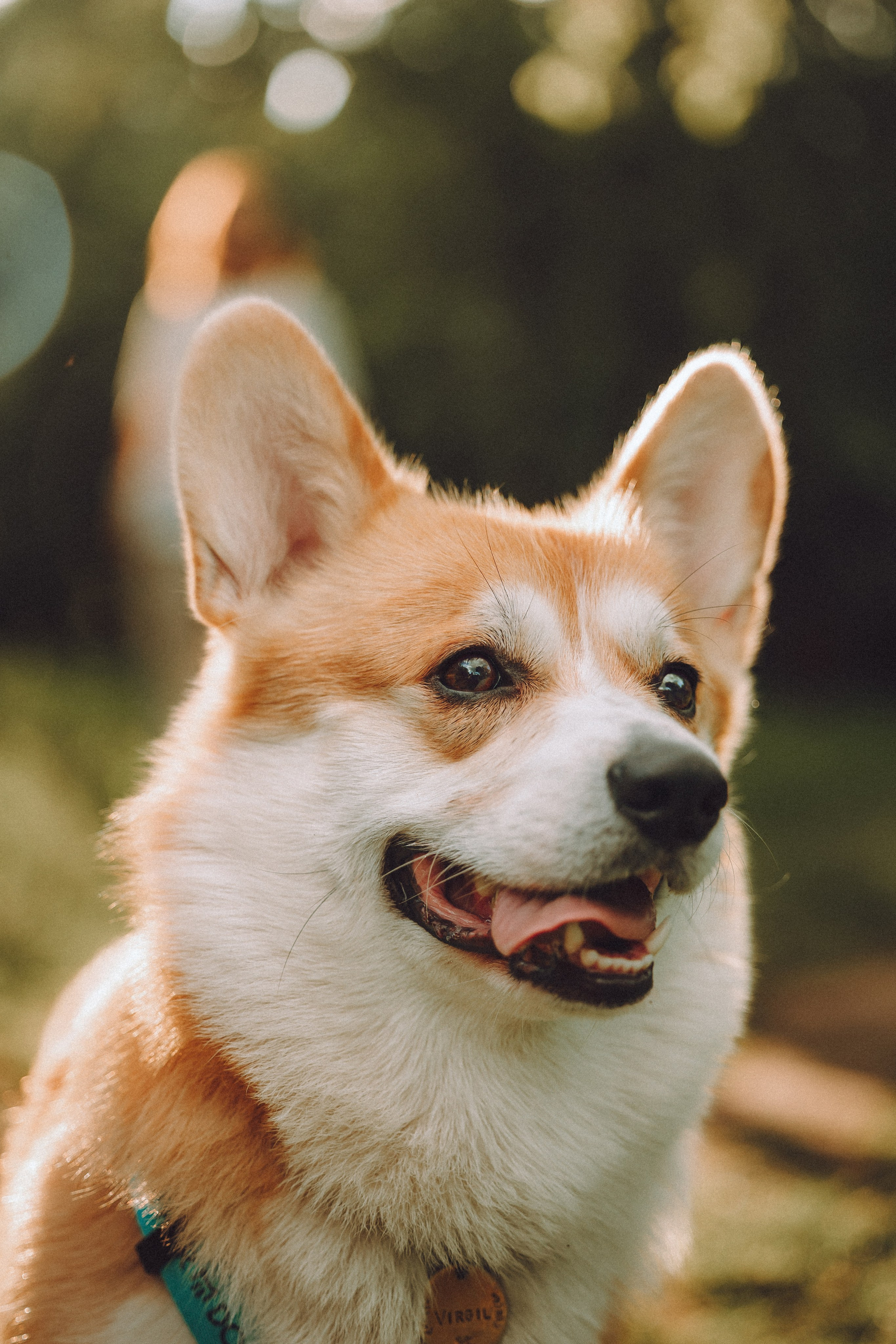 Вирджик и его семья