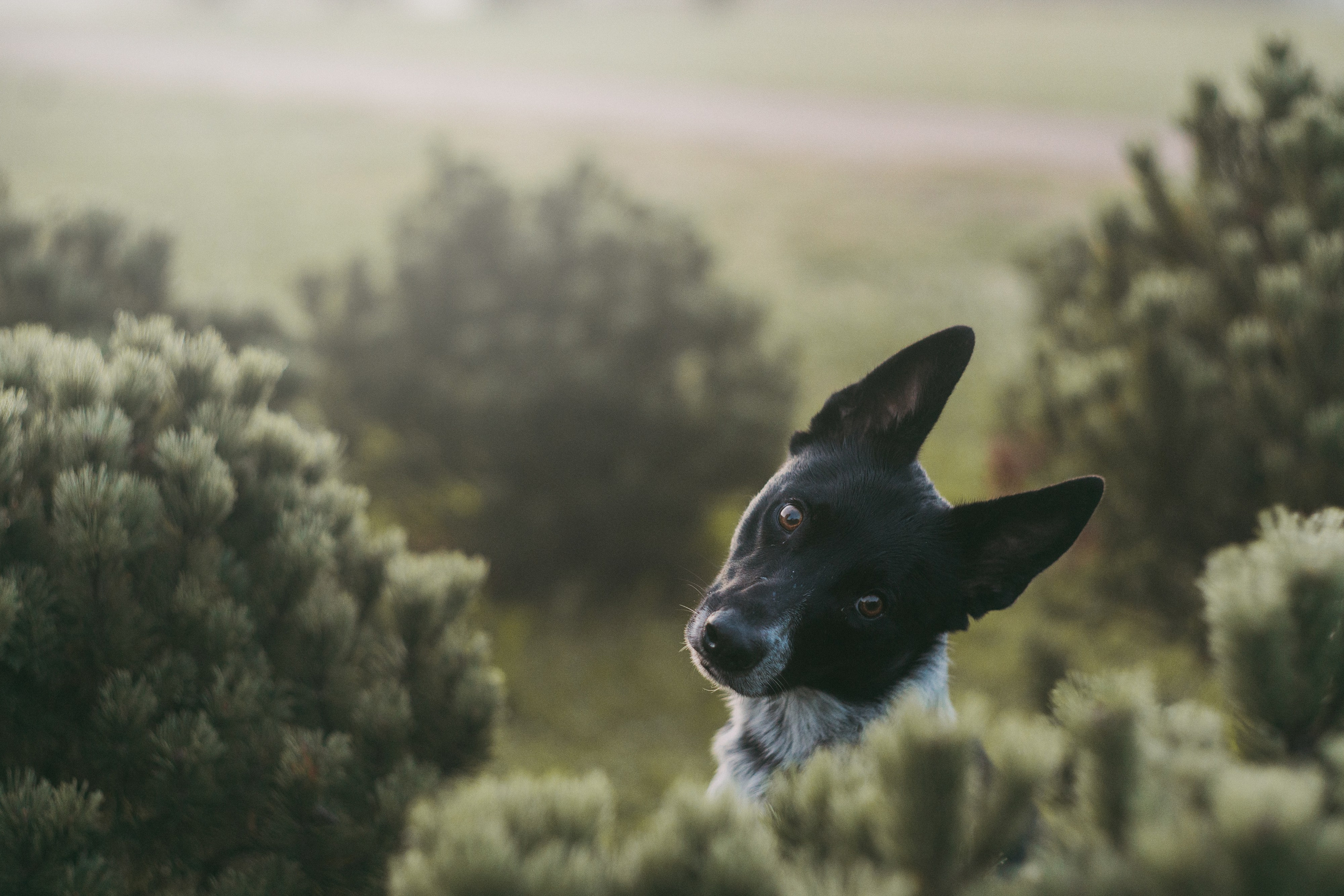 Катя, Сергей и Флинт. Фотограф анималист в Москве и Санкт-Петербурге Свиридова Анна