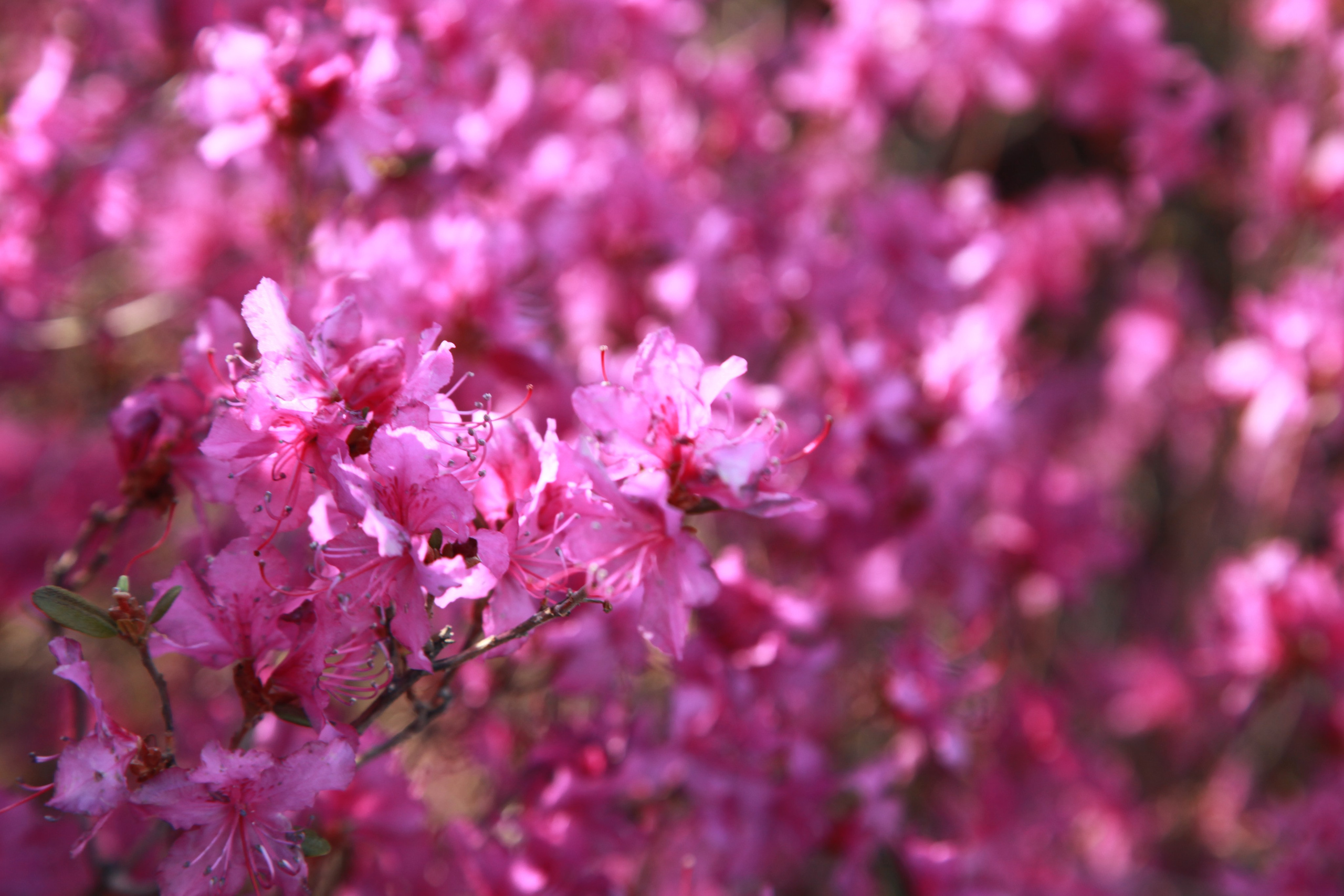 Фото Природы Забайкалья. Студия Максима Белослюдцева