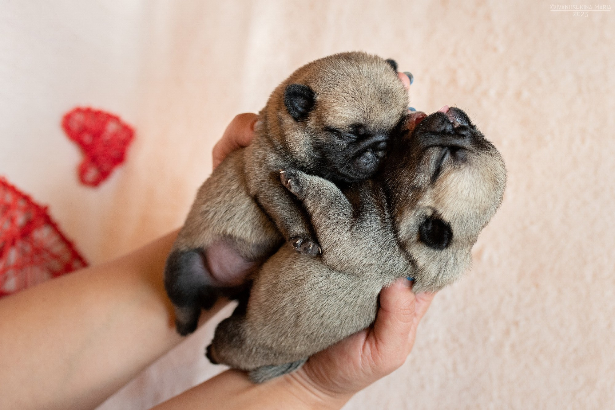 Ньюборн фотосессия щенков. Фотограф собак в Москве и Московской области Иванушкина Мария