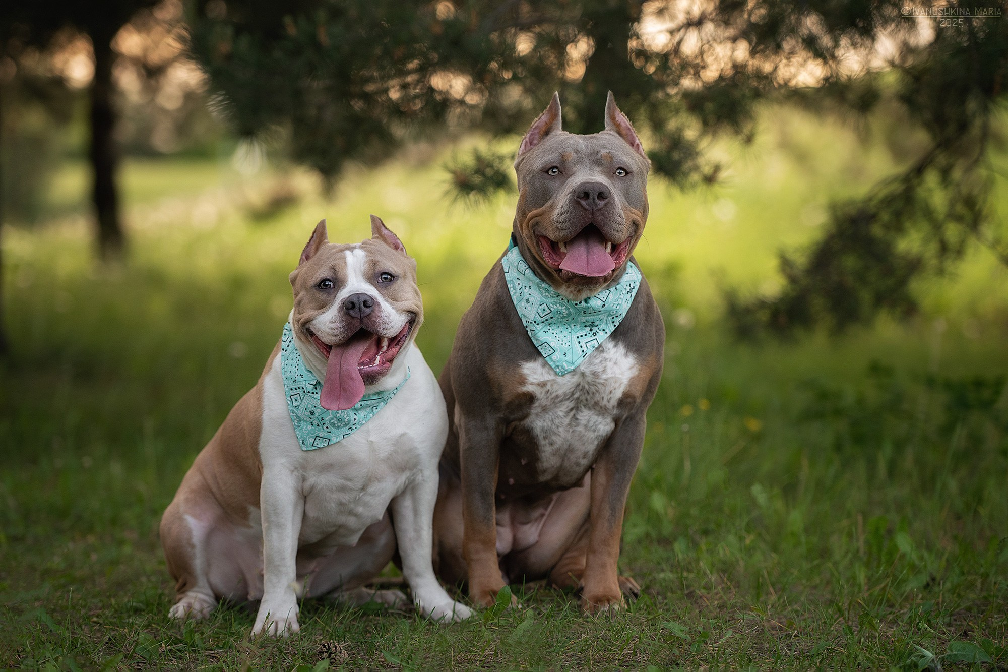 Фотограф-анималист. Фотограф собак в Москве и Московской области Иванушкина Мария