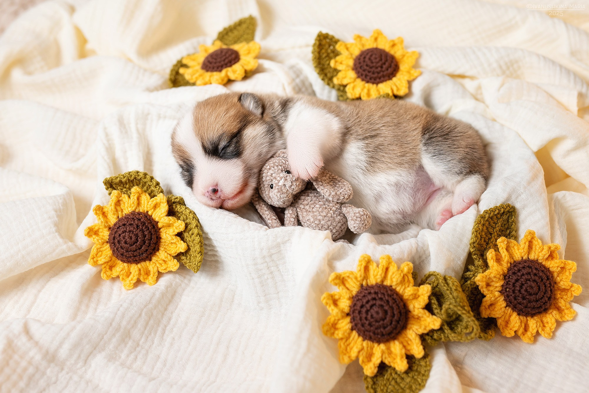 Ньюборн фотосессия щенков. Фотограф собак в Москве и Московской области Иванушкина Мария