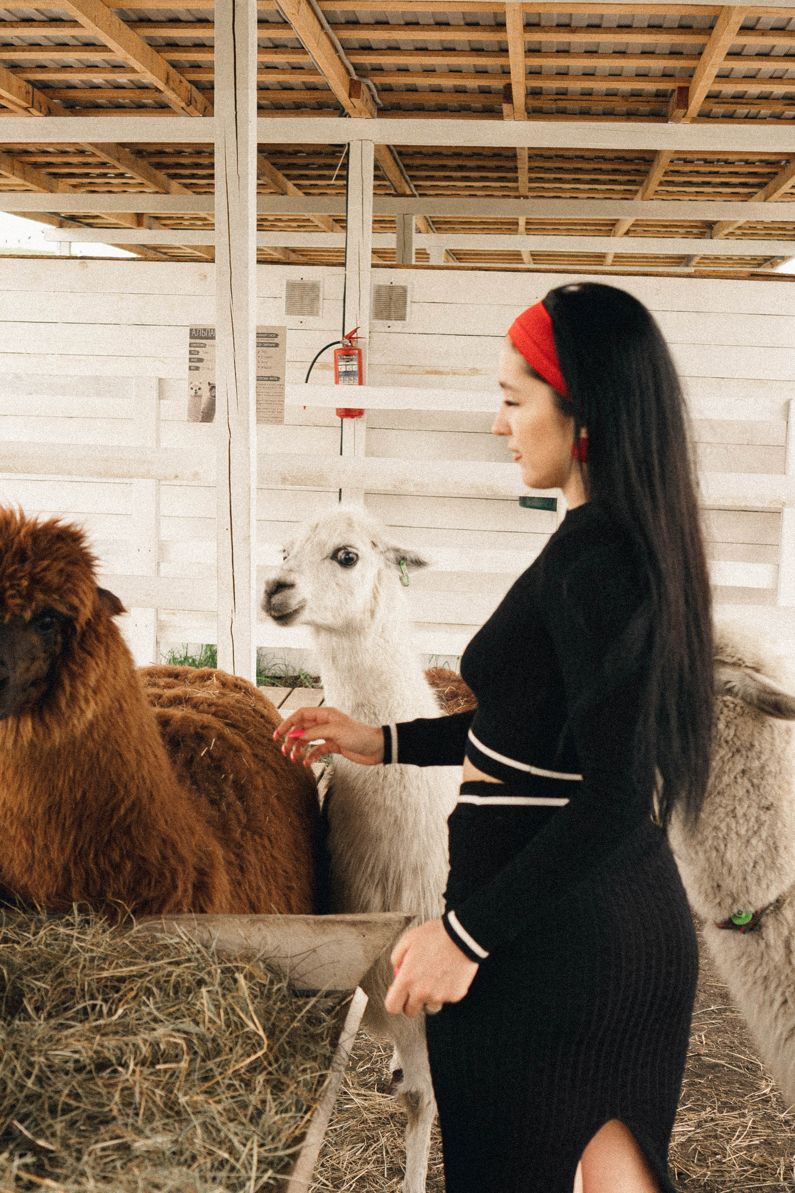 Ферма Альпак. Профессиональный фотограф, Санкт-Петербург — Виктория Богомолова