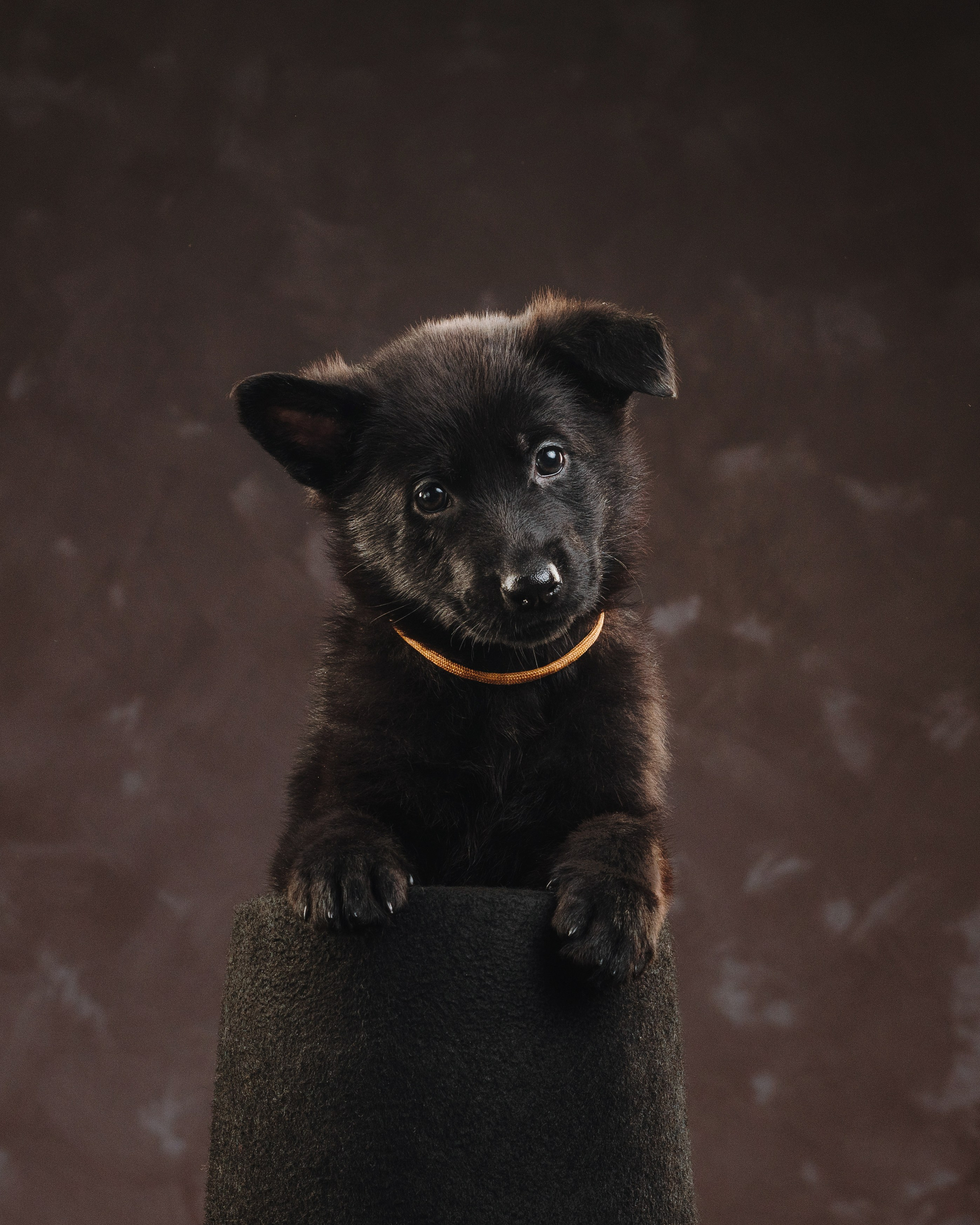 Щенки НО. Фотограф анималист Осипчикова Мария