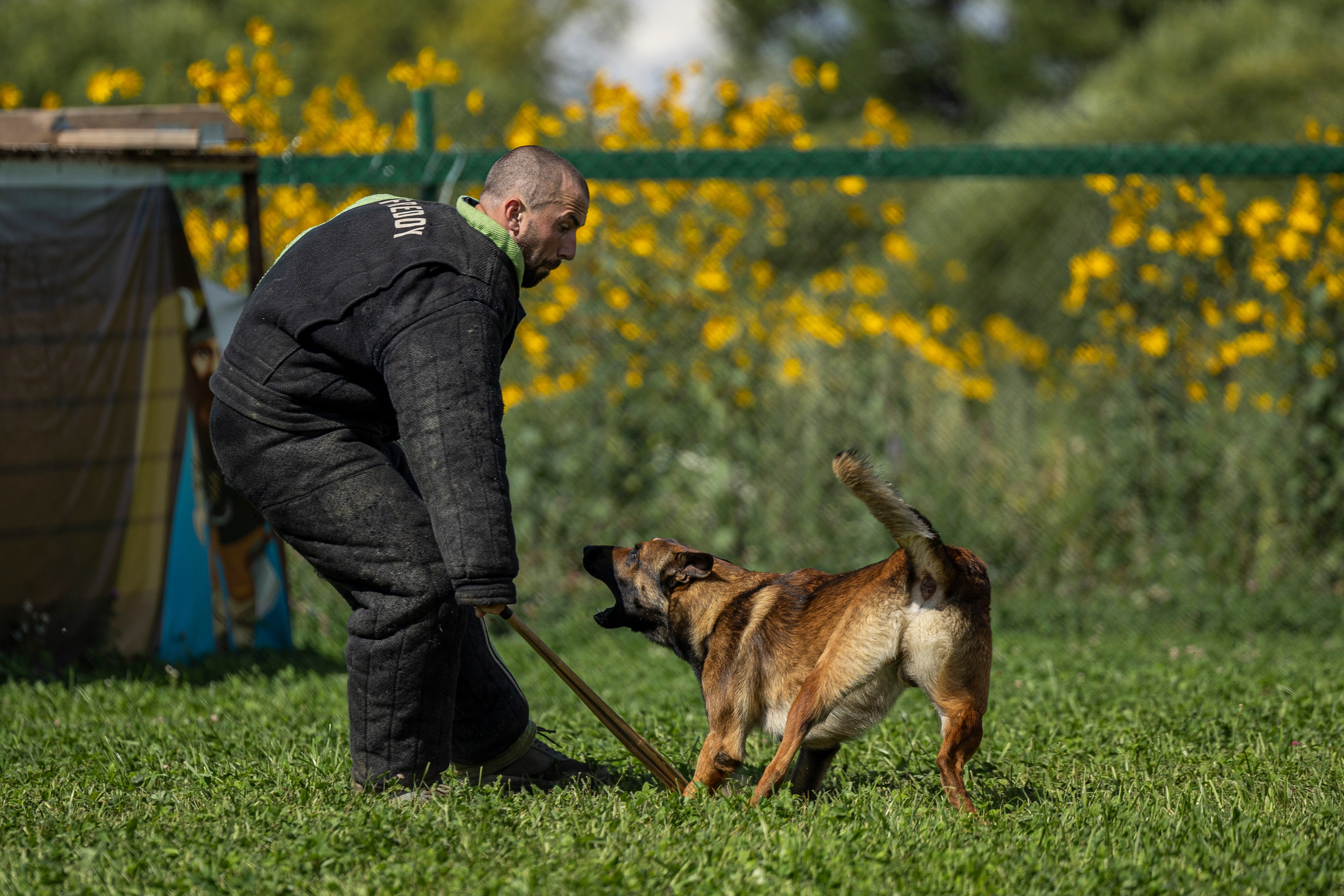 Соревнования по Мондьорингу г. Вологда 10-11.08.2024. Фотограф-анималист Анна Маринич