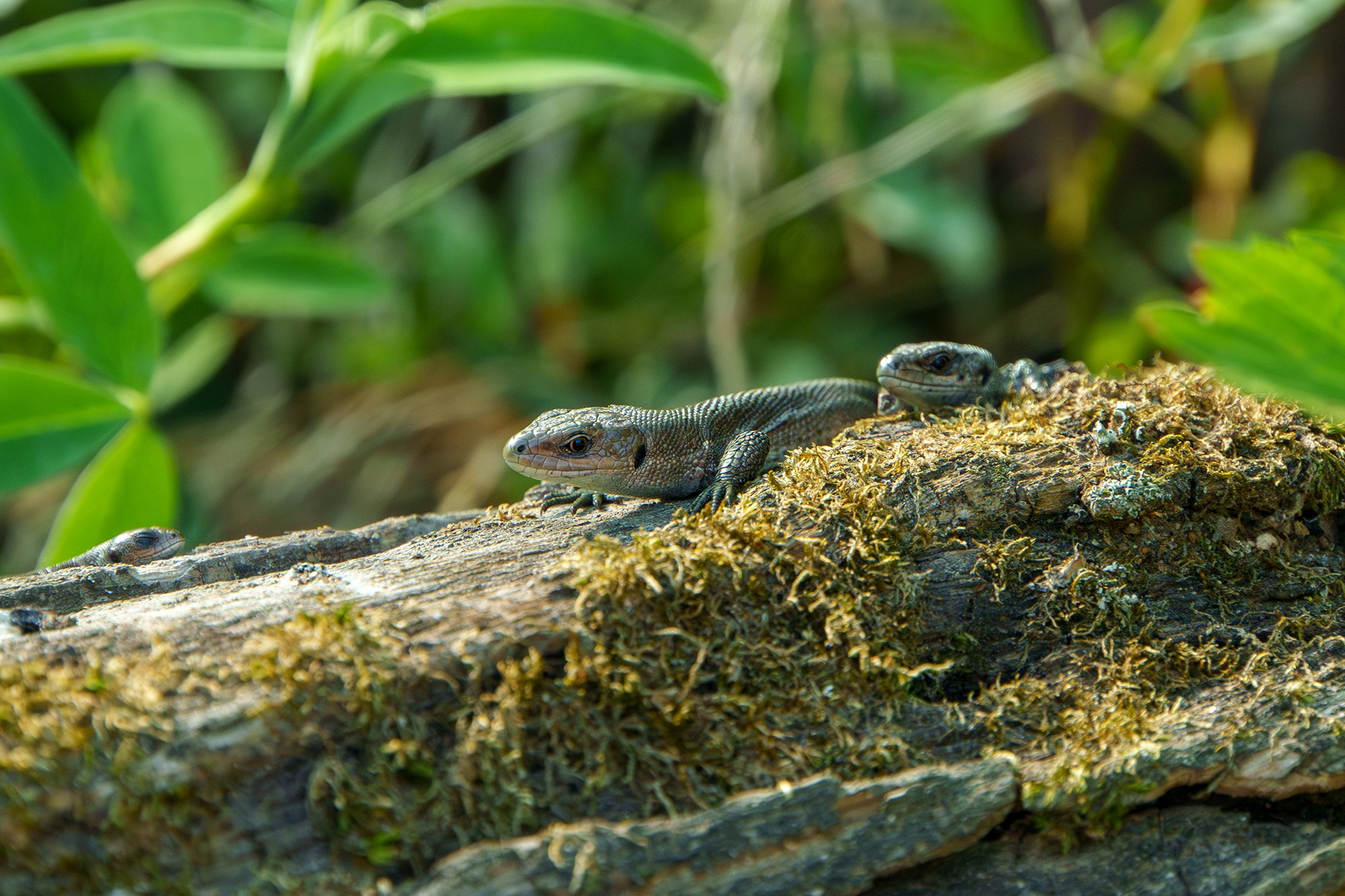 Животные. Ваш личный фотограф Марина Волкова