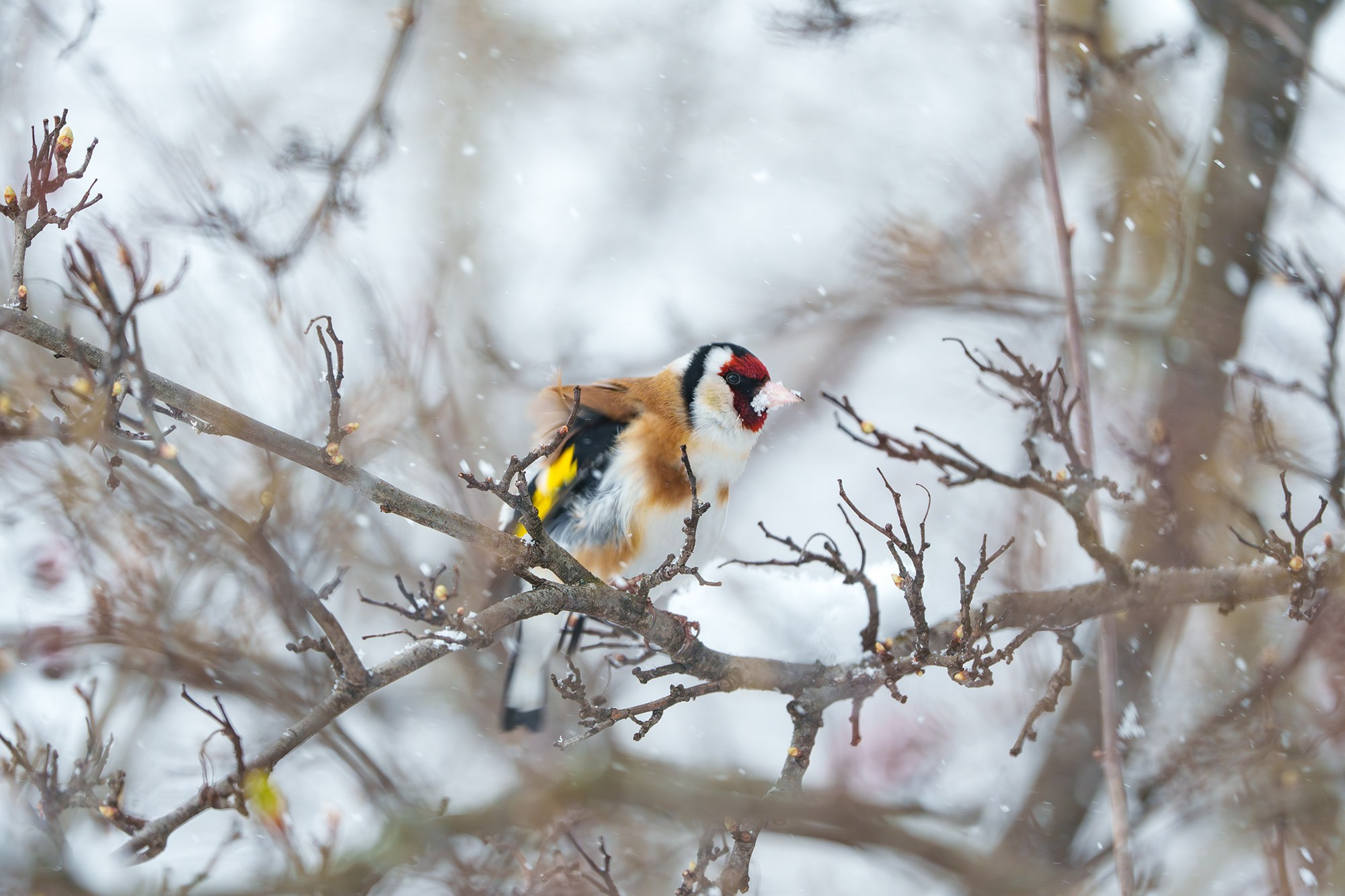 Удивительные мир птиц. Вокруг нас столько прекрасного — присмотритесь!. Ваш личный фотограф Марина Волкова
