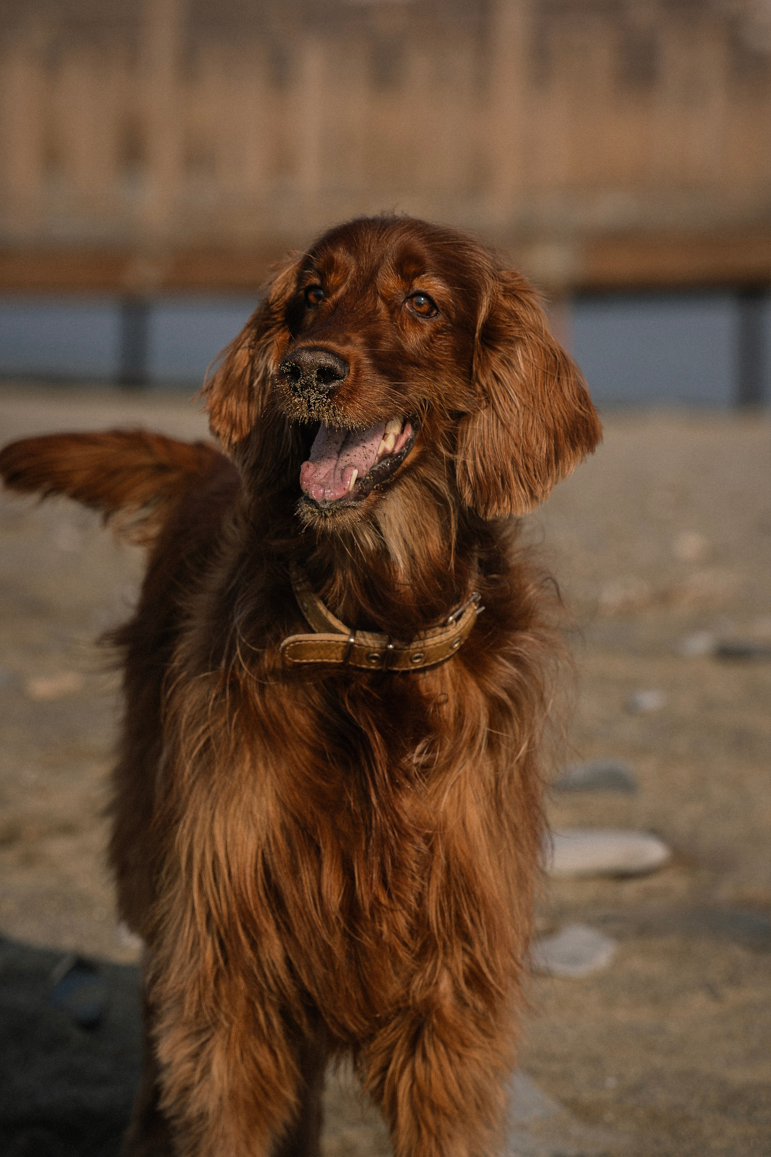 Love Story. Семейный фотограф анималист г. Находка