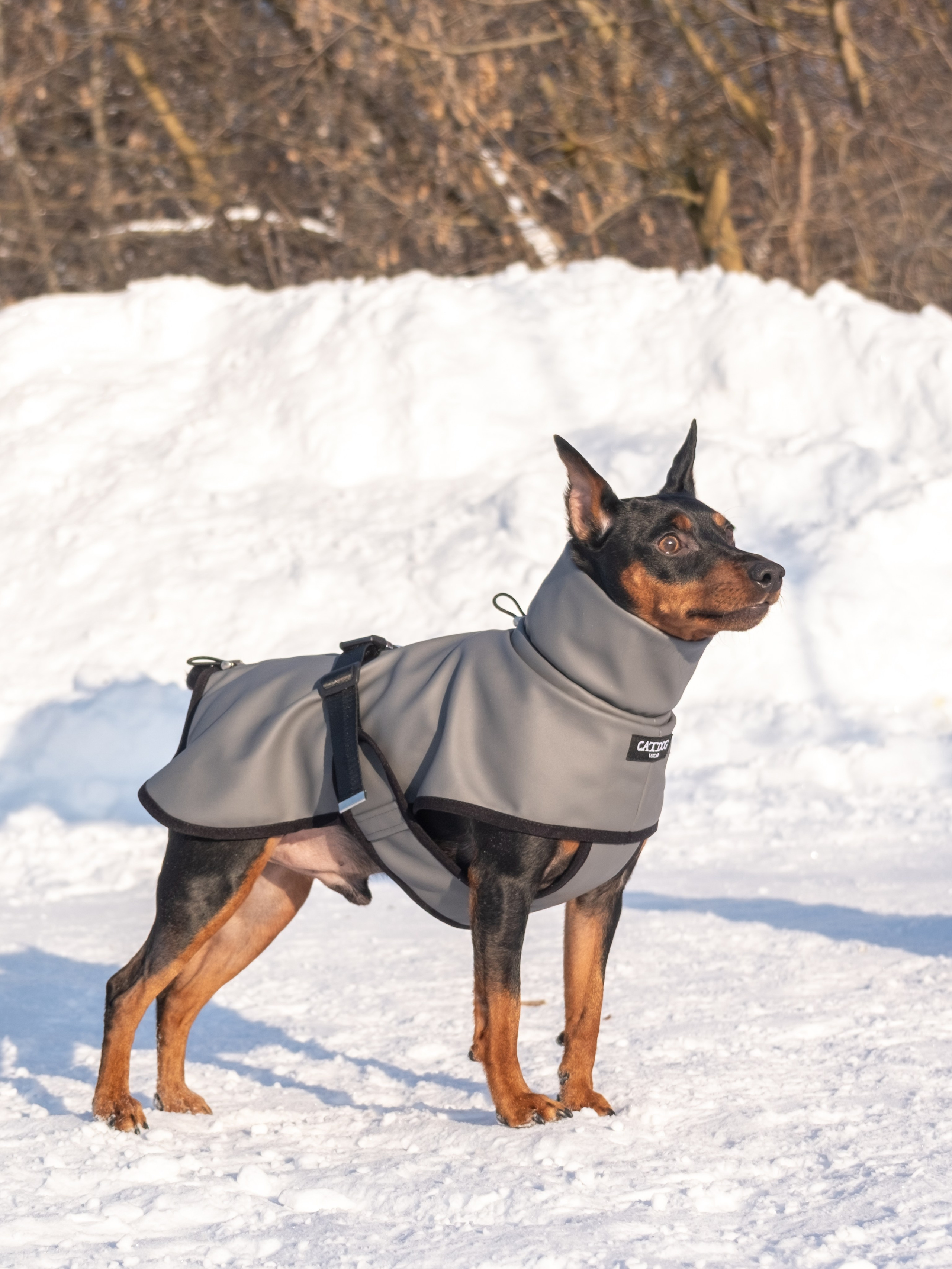 Одежда для собак. Заказчик — Екатерина!. Зоофотограф, фотограф животных в Москве и области Дина Дамоцева
