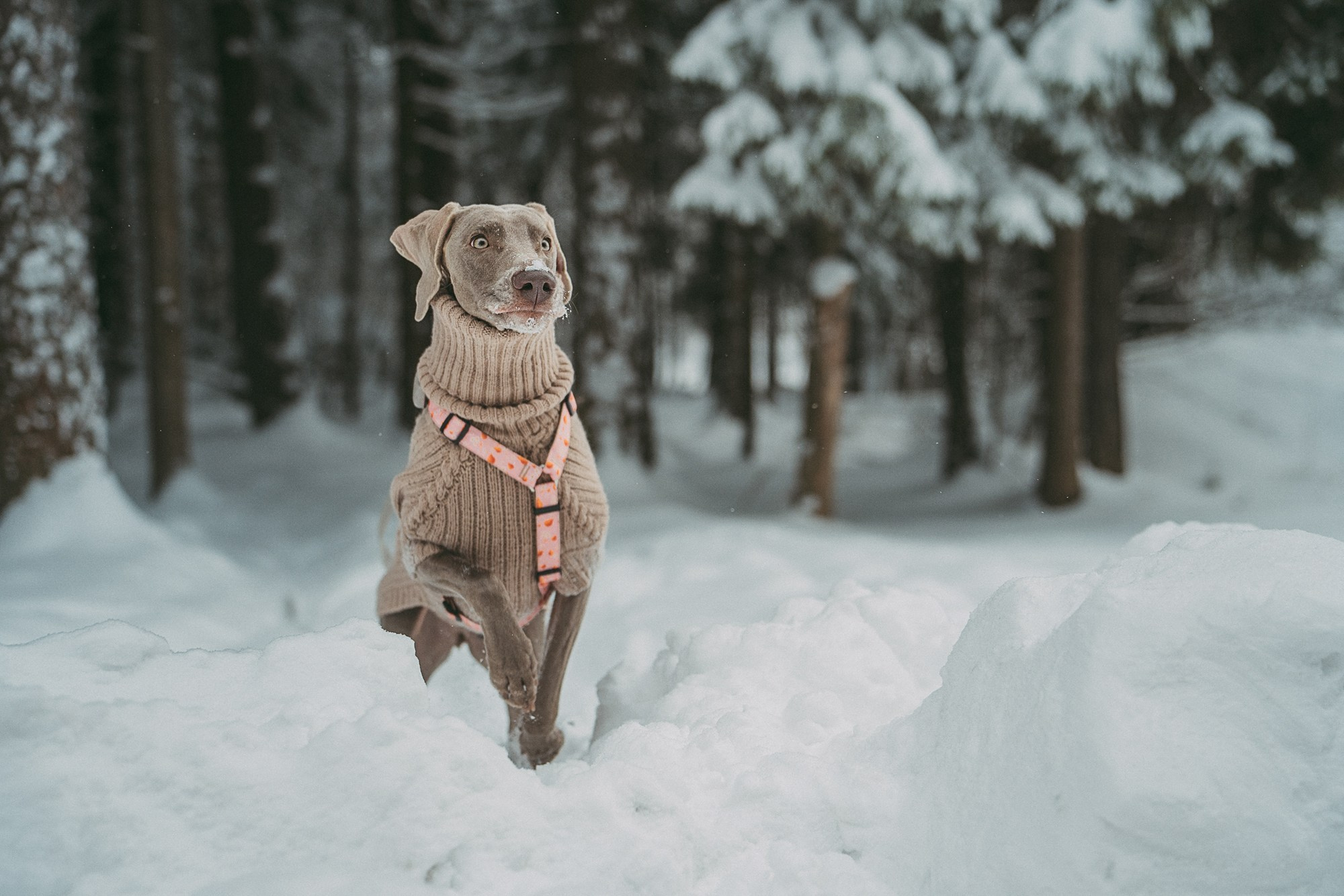 Лена и Фанни. Фотограф анималист в Москве и Санкт-Петербурге Свиридова Анна