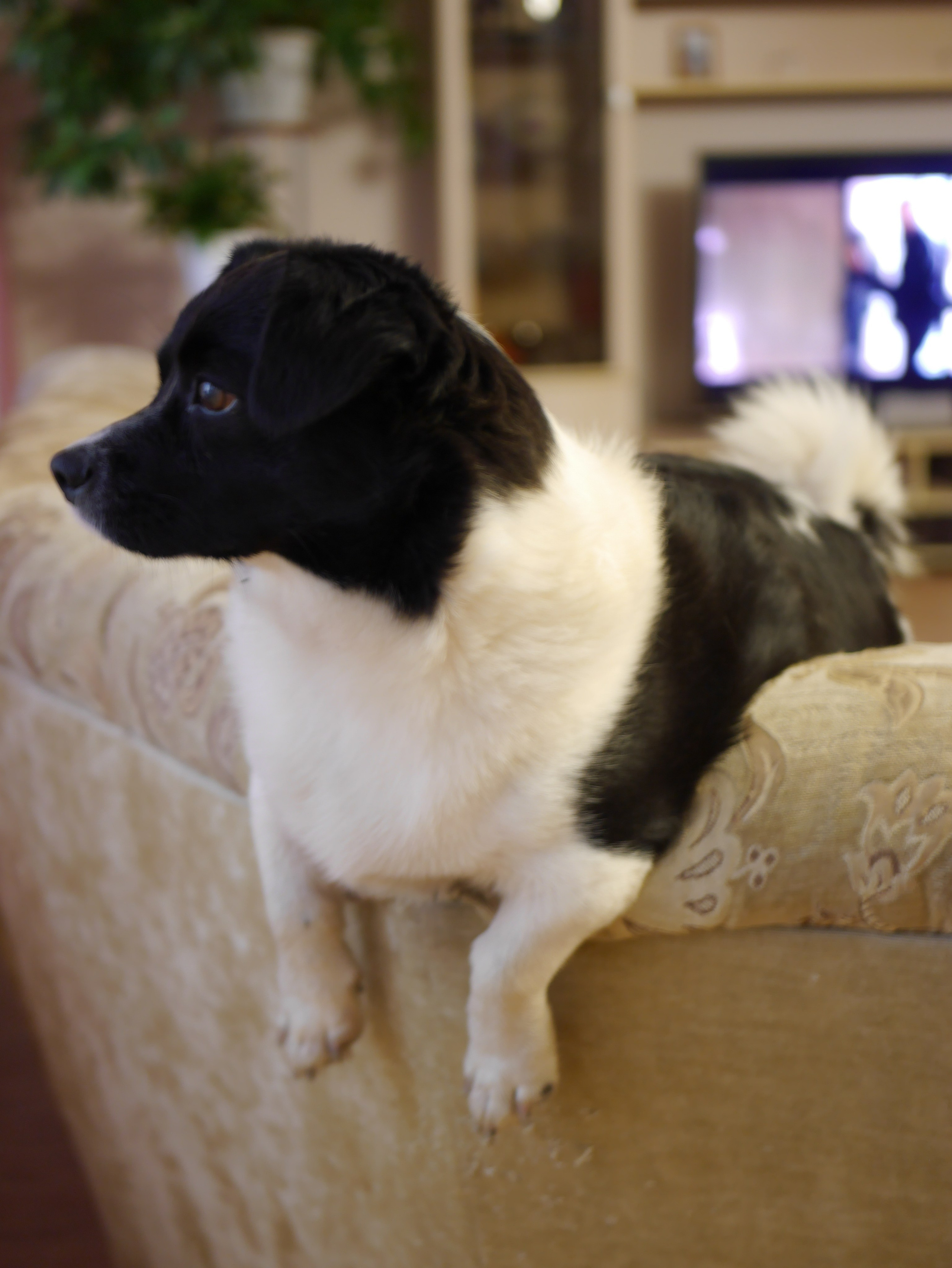 Любимые хвостики