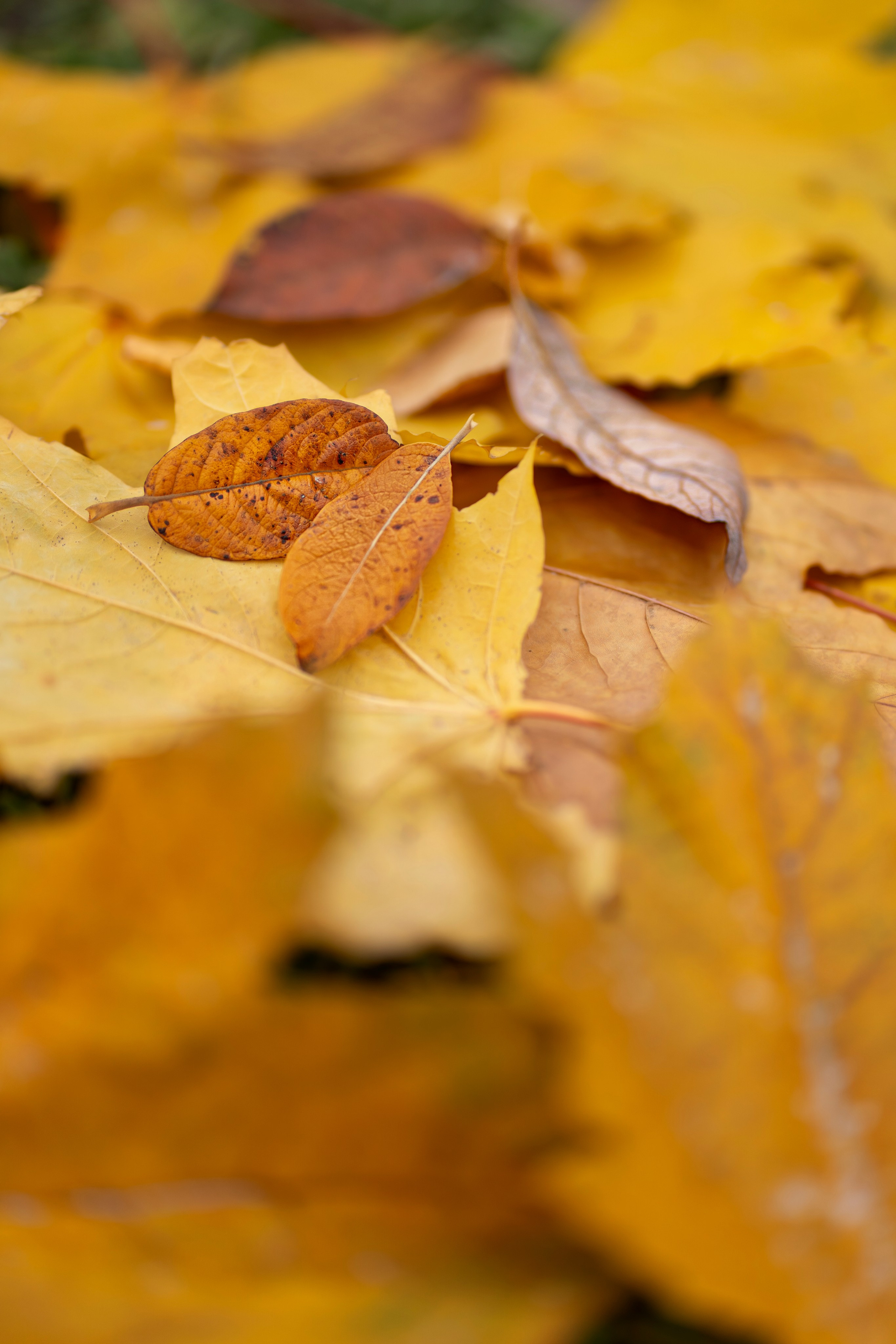 Фотоистория «Золотая осень». Семейный и детский фотограф Фрязино, Щелково Юлия Март