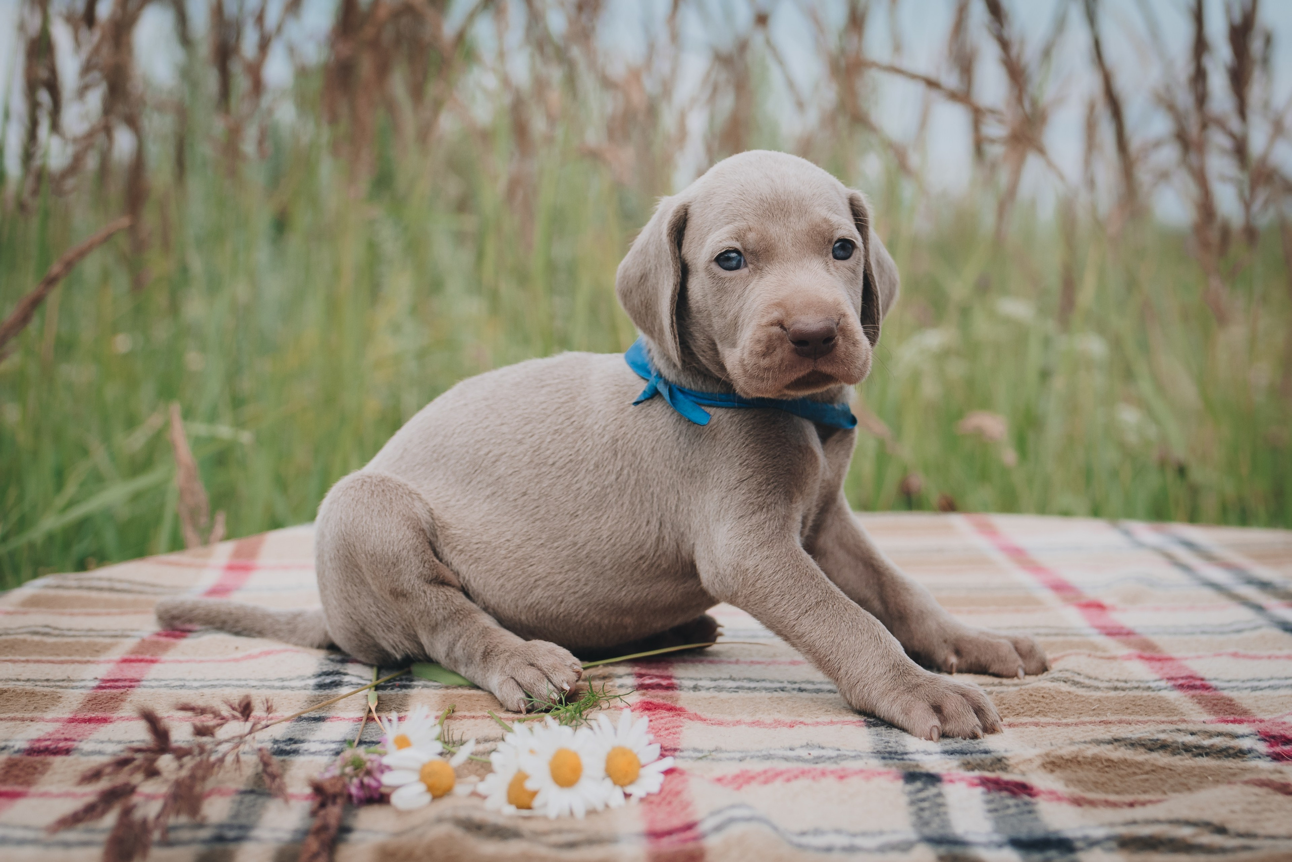 Weimaraner. Natalia Finch Photography — Family, Kids & Pet Photographer in Chicago, IL