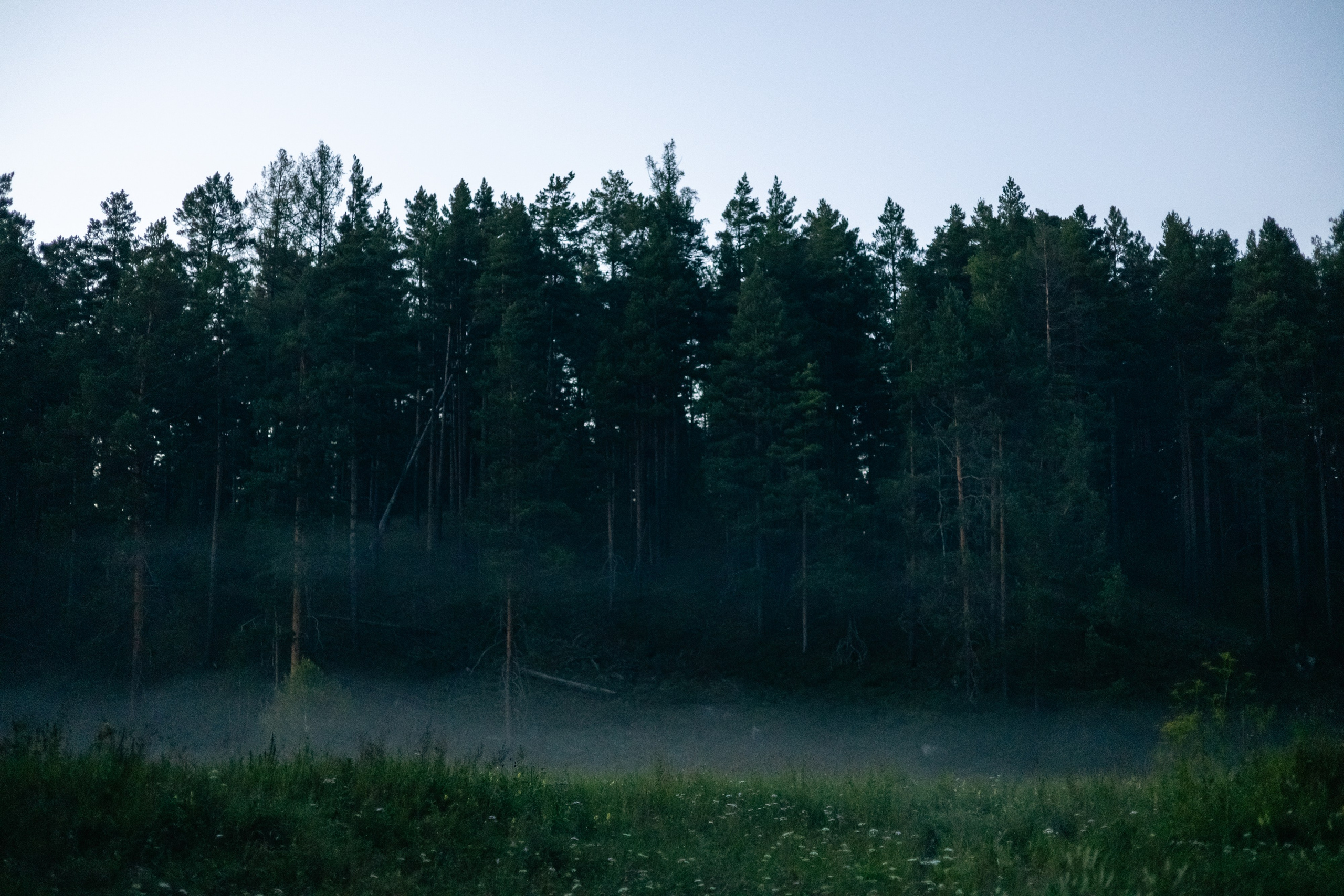 VI ОТКРЫТЫЕ КИНОЛОГИЧЕСКИЕ СОРЕВНОВАНИЯ. ЧЕЛЯБИНСКАЯ ОБЛАСТЬ 2025. Репортажный фотограф Наталья Лапцевич