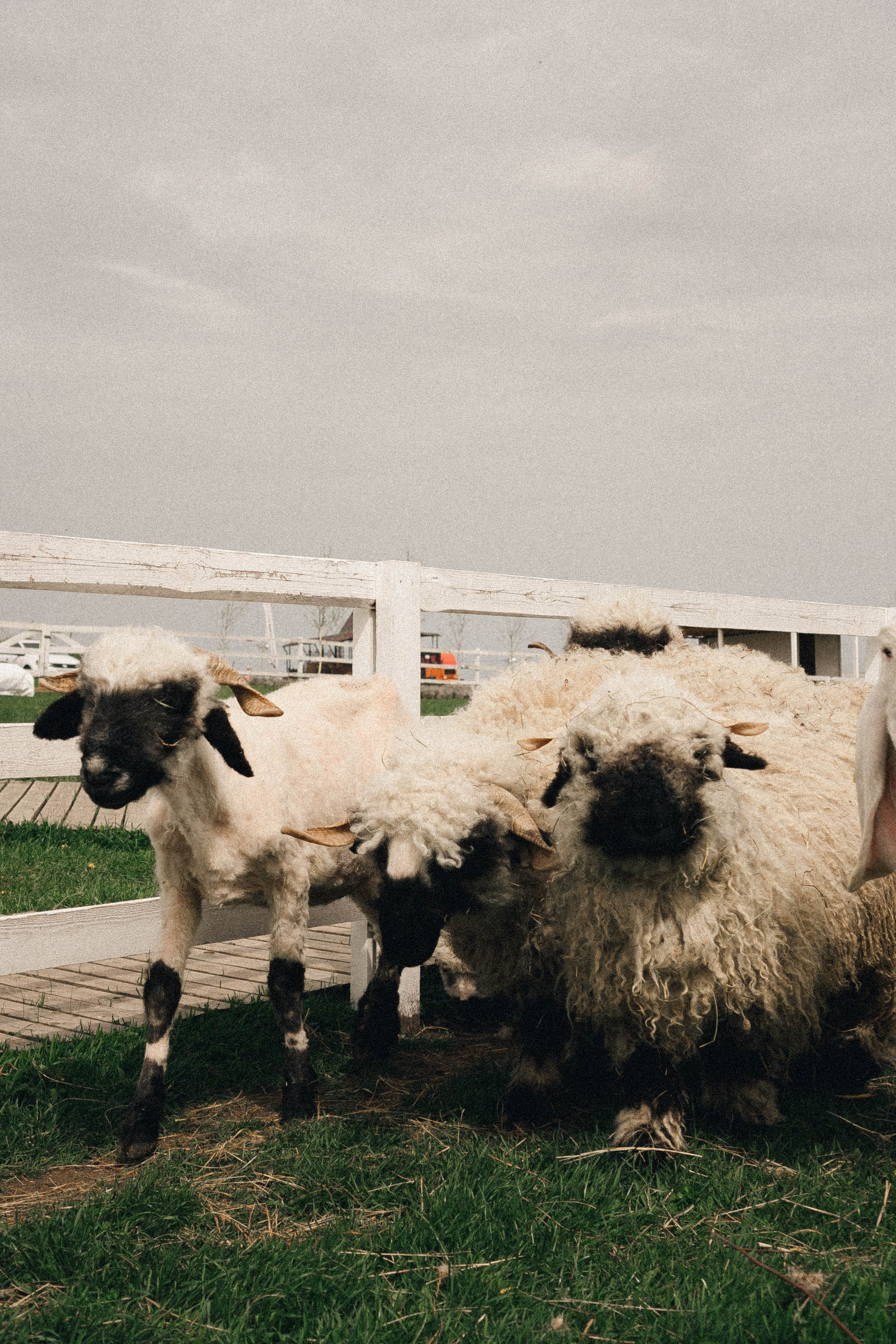 Ферма Альпак. Профессиональный фотограф, Санкт-Петербург — Виктория Богомолова