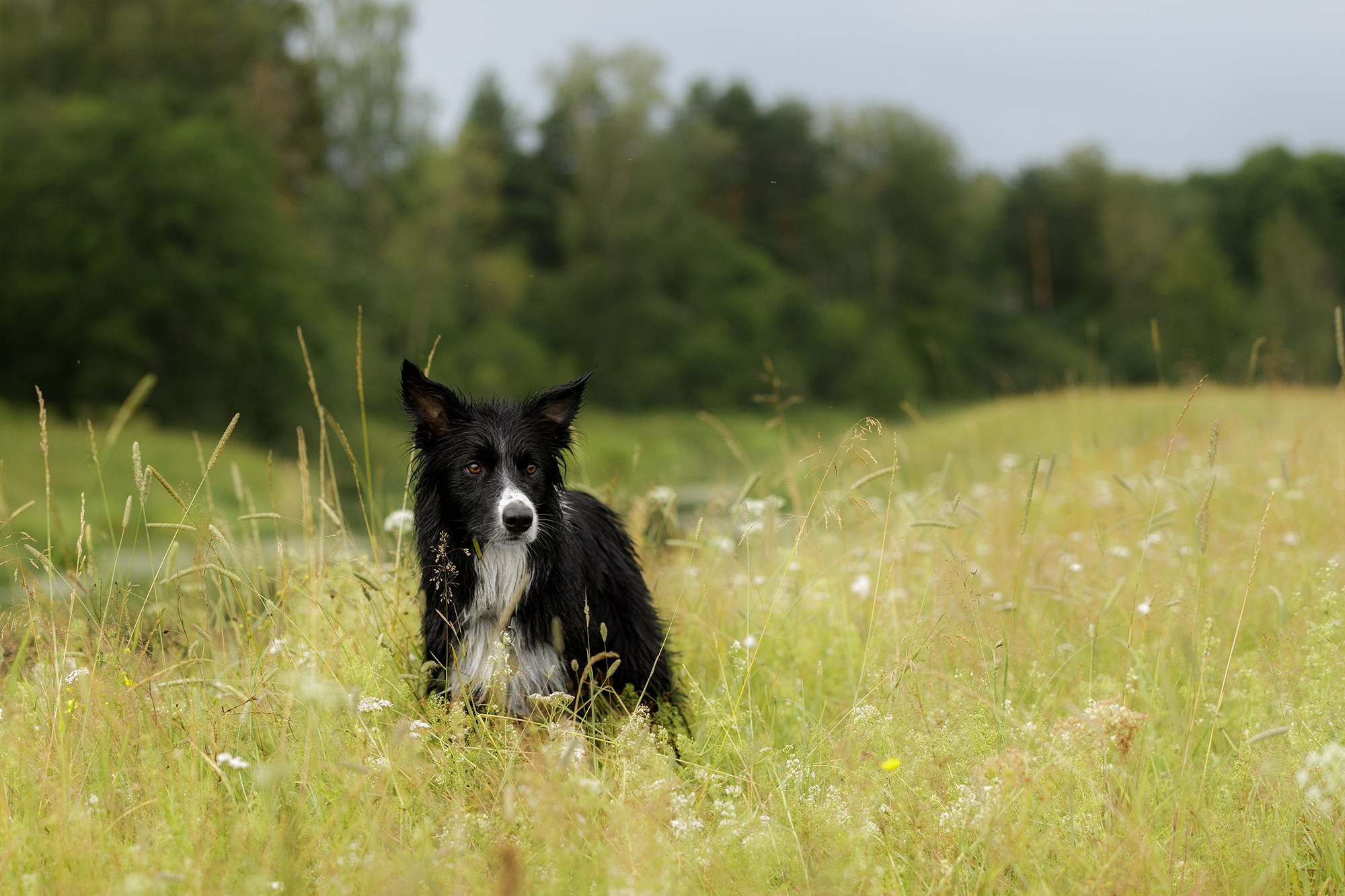 Стив и Аня. Фотопрогулка в Горыныче. Фотограф-анималист в Калуге Мария Шерскова