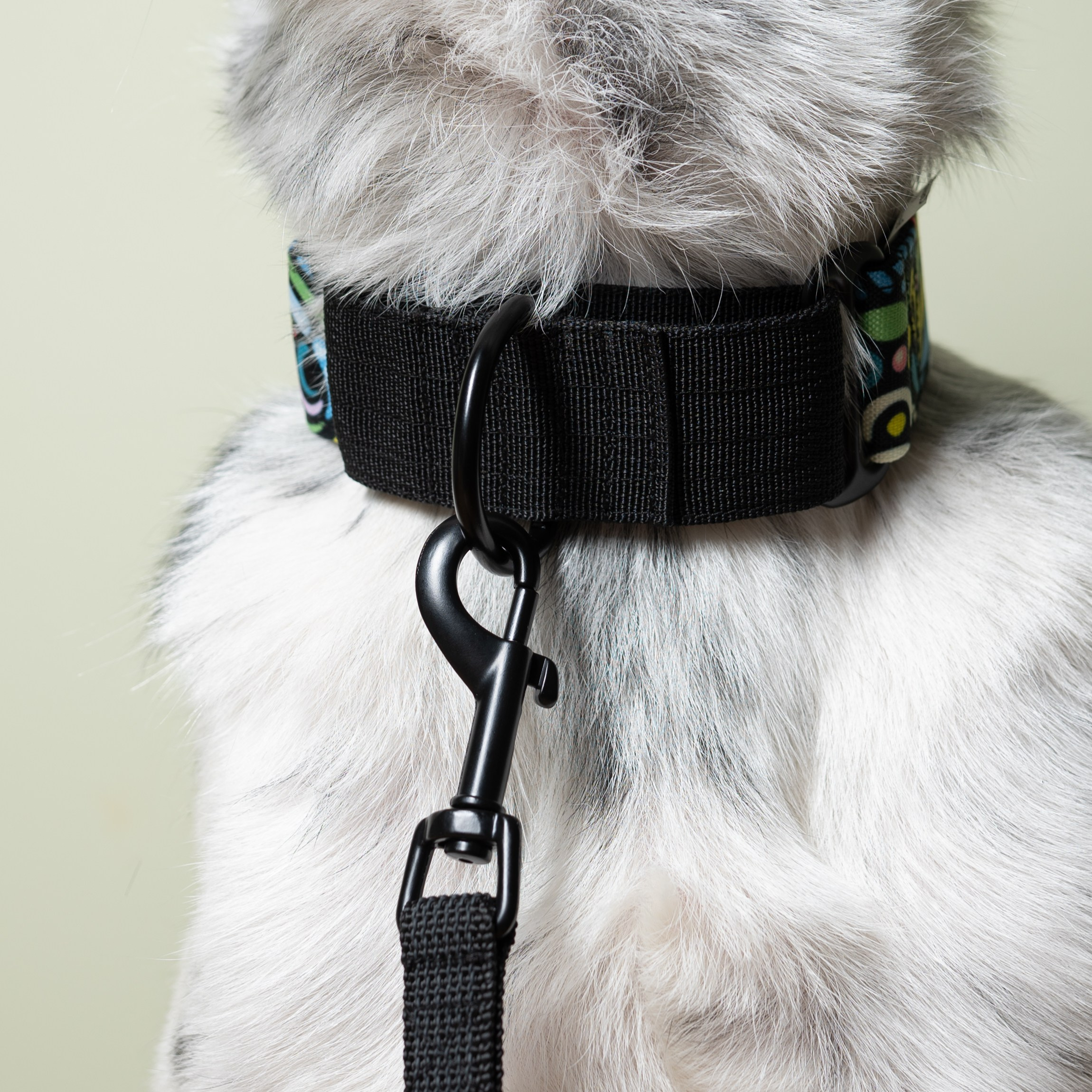 Cosmodog. Амуниция. Семейный фотограф анималист Ананьева Мария — Москва