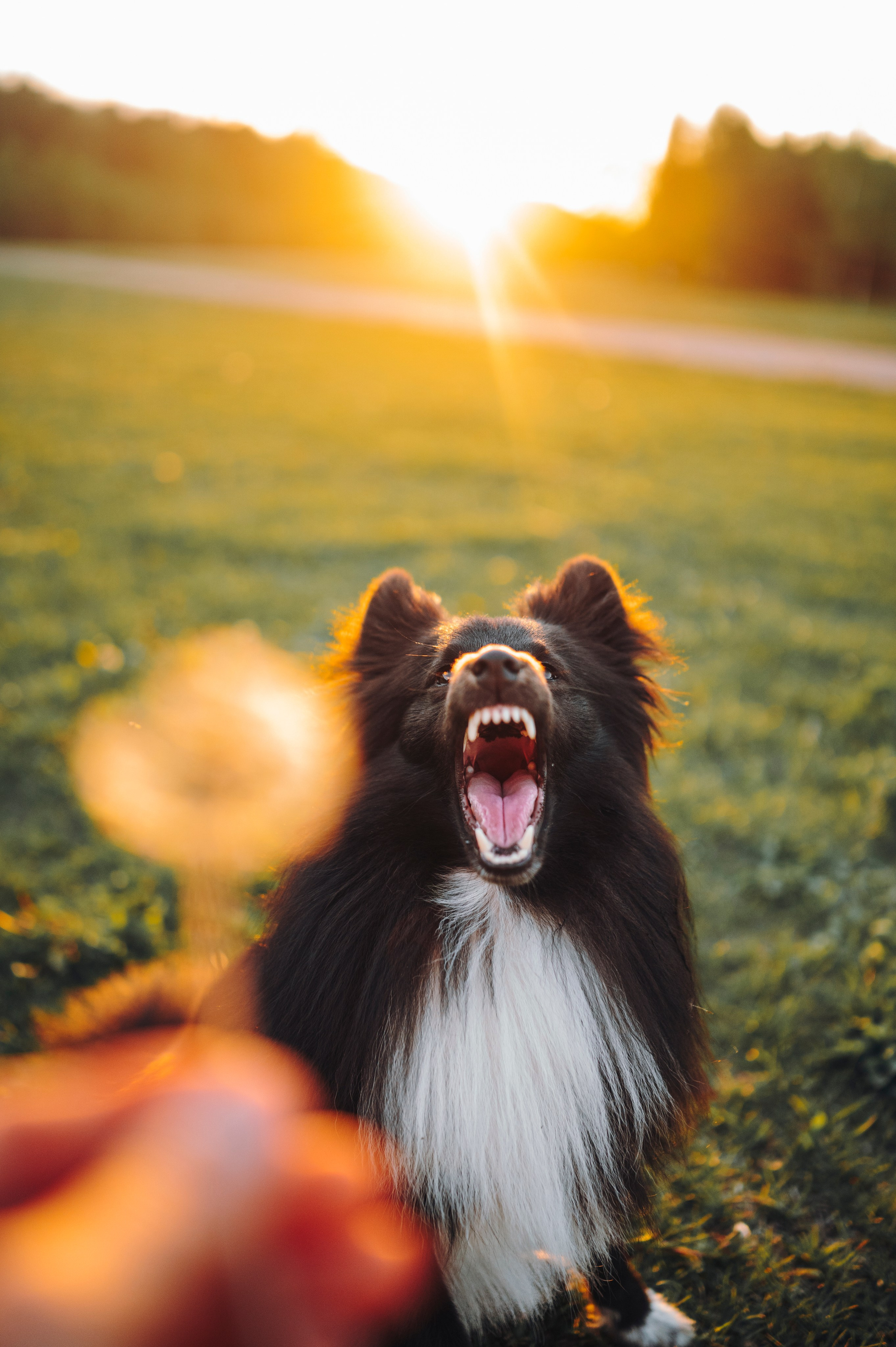 Юля, Никс и Чайф. Семейный фотограф анималист Ананьева Мария — Москва